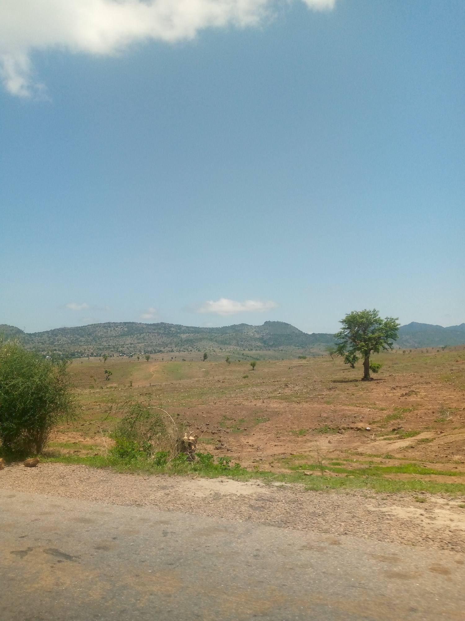 This image captures a wide rural landscape, a scene consistent with a location such as Balanga, Nigeria. The upper half of the frame is dominated by a clear, light blue sky featuring scattered white cumulus clouds; one larger cloud cluster is present in the upper left corner.
The middle ground is defined by a low mountain or hill range stretching across the horizon, appearing dark green due to dense tree and shrub coverage. Small, light-colored patches are visible on the mountains, possibly indicating exposed rock or sparsely vegetated areas. At the base of these distant mountains, subtle indications of human habitation, possibly small structures or clearings, can be observed.
The foreground and mid-ground consist of a broad expanse of dry, reddish-brown earth, characteristic of an open field or arid farmland. This terrain shows signs of disturbance, possibly cultivation, with a few lighter tracks or paths traversing it. Scattered across this field are several individual trees with vibrant green foliage, including one prominent, well-leafed tree positioned to the right of the frame, casting a faint shadow.
In the immediate foreground, a dark grey paved road or track runs horizontally across the bottom, partially visible. This road is bordered by a strip of light brown, gravelly soil, beyond which sparse patches of green grass and dry, bushy vegetation are present, particularly on the left side of the frame where a dense green bush is visible. No people or animals are discernible within the frame. The overall impression is one of a sunlit, dry natural environment.