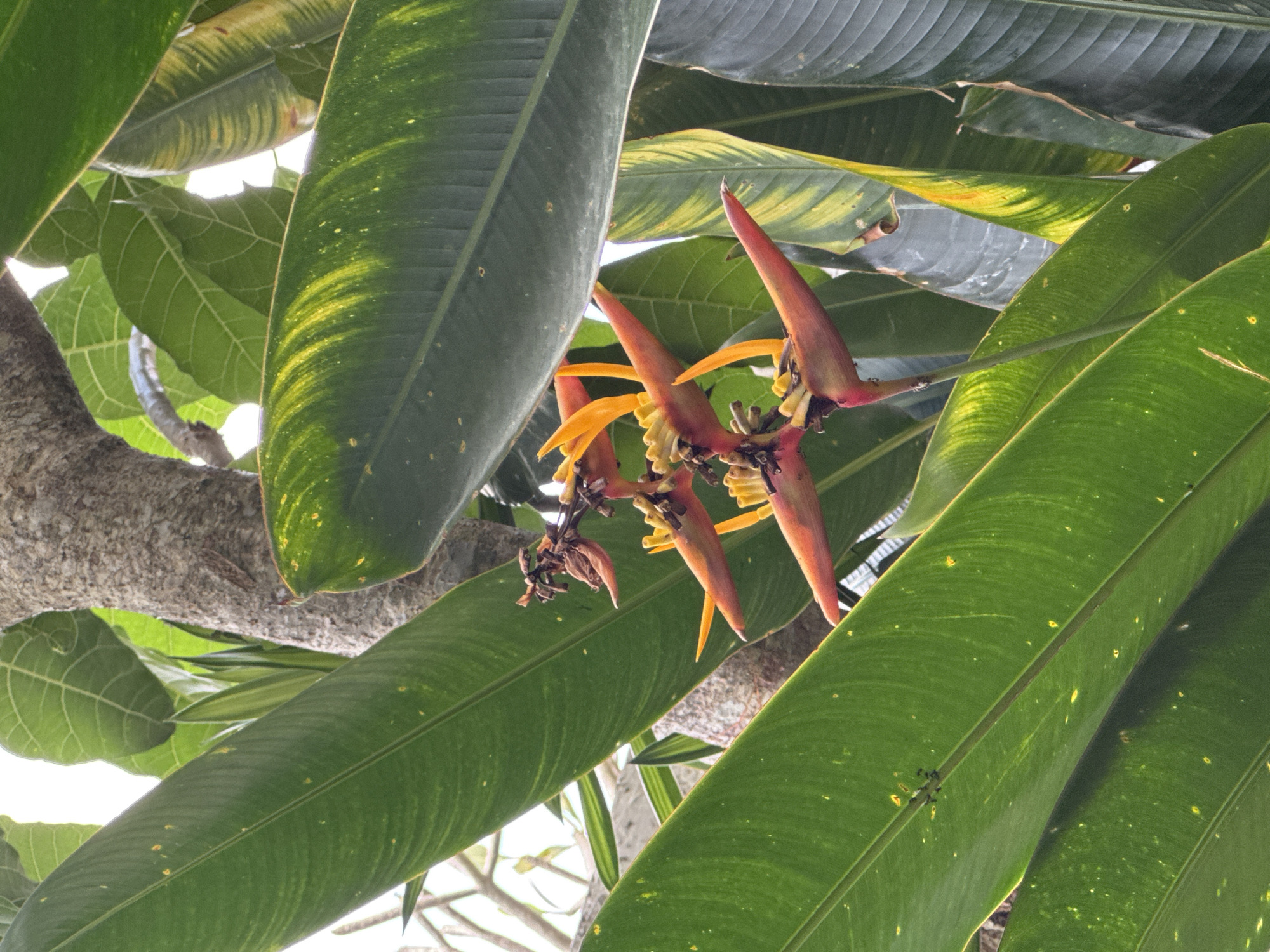 In Kuta Selatan, Indonesia, a close-up photograph captures a cluster of vibrant Heliconia flowers, also known as lobster claws, amidst lush green foliage. The flowers, with their striking orange and yellow bracts, hang downwards, a testament to tropical flora. Their spiky appearance contrasts with the broad, smooth leaves that surround them, some displaying a subtle yellow variegation. A thick, textured tree trunk serves as a backdrop, its rough bark hinting at the ruggedness of nature. The lighting suggests an outdoor setting, possibly a garden or a natural landscape, where the sun's rays filter through the dense canopy, casting soft shadows and highlighting the vibrant colors of the flowers and leaves. The image is a snapshot of a tranquil natural scene, showcasing the beauty of tropical botany.