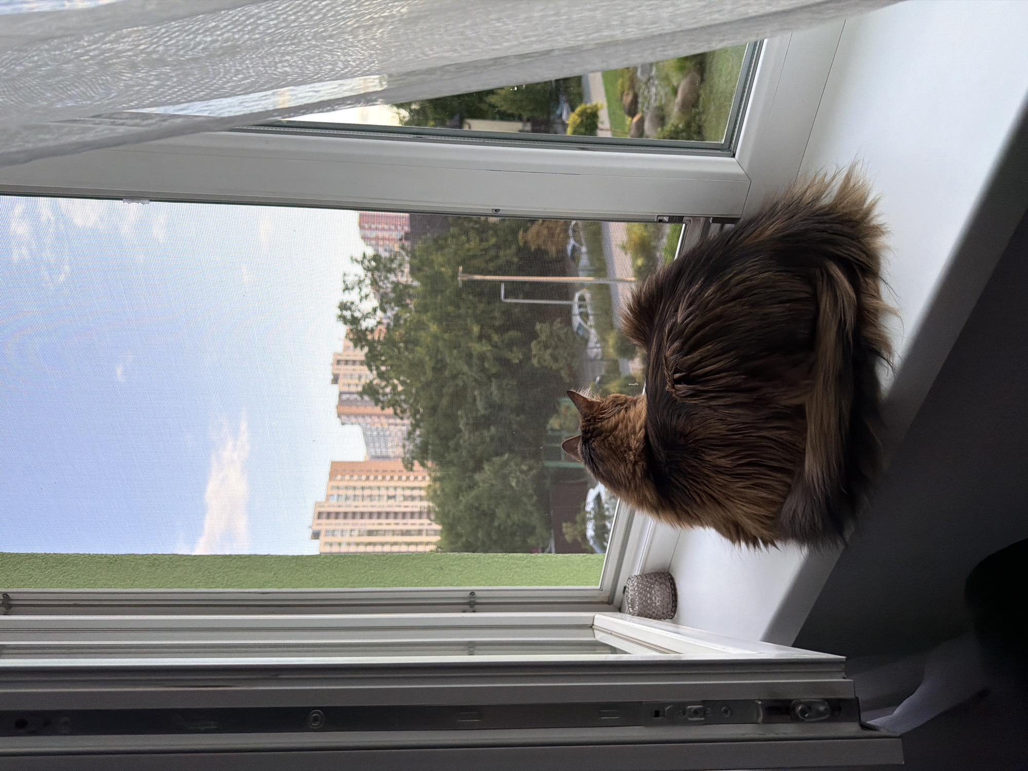 A long-haired, brown cat sits on a white windowsill facing away from the camera, looking out an open window. The cat's tail is curled around its body. To the left of the cat is a small, textured, cylindrical object. The window overlooks a cityscape with tall buildings and trees. The sky is blue with a few scattered clouds. A white sheer curtain hangs on the right side of the window. The scene appears to be in an urban environment, possibly Kyiv, Ukraine, given the architectural style of the buildings.