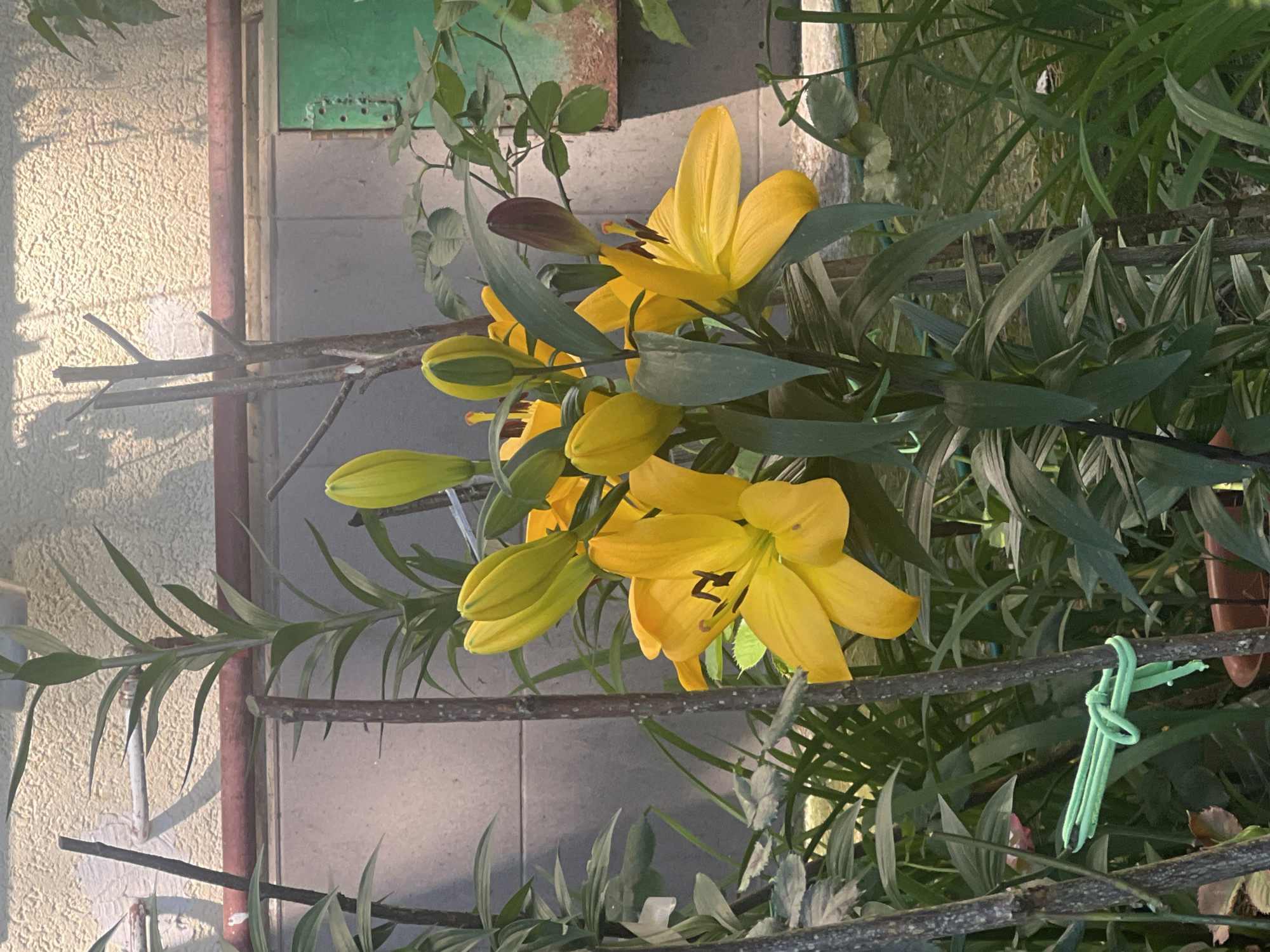 The photograph, taken in Sochi, Russia, displays a close-up of a cluster of vibrant yellow lilies flourishing outdoors. Several large, bright yellow lily blossoms are visible, some fully open with dark anthers and pistils clearly distinguishable, while numerous smaller buds, transitioning from green to pale yellow, hint at future blooms. The flowers are set amidst their long, slender green leaves.
The plants are supported by an informal structure of thin, natural branches, with one branch secured by a bright green fabric tie. The background features a light-colored wall with a textured finish, dramatically lit by direct sunlight which casts sharp shadows, indicating a clear, sunny day, likely morning or late afternoon. A reddish-brown pipe runs vertically against the wall. A section of a green painted surface is also visible behind the foliage. The ground beneath the plants appears to be a gray tiled or paved area. No individuals or written text are present in the image. The scene evokes a sense of natural beauty and tranquility.
