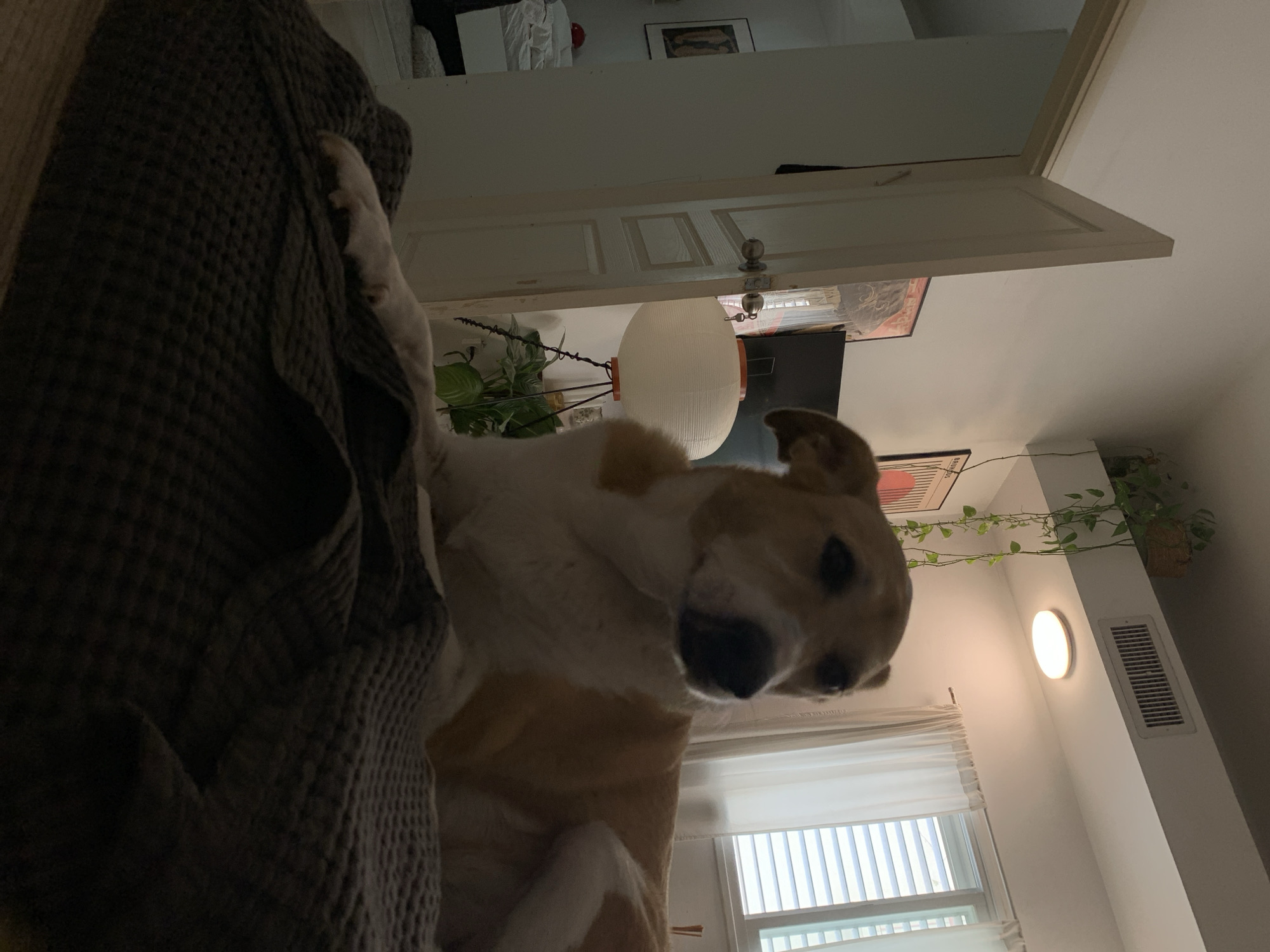 The image depicts a dog in an indoor setting, possibly a bedroom. The dog, a medium-sized breed with tan and white fur, is positioned near a grey patterned blanket or throw. In the background, a window with white curtains is visible, along with an air vent and a circular wall light. There are also plants on the wall and artwork visible. The scene is somewhat low-lit, with a neutral color palette. No specific details suggest a location in Tel-Aviv, Israel; there are no cultural or architectural clues to indicate this location. The orientation of the photo is rotated.