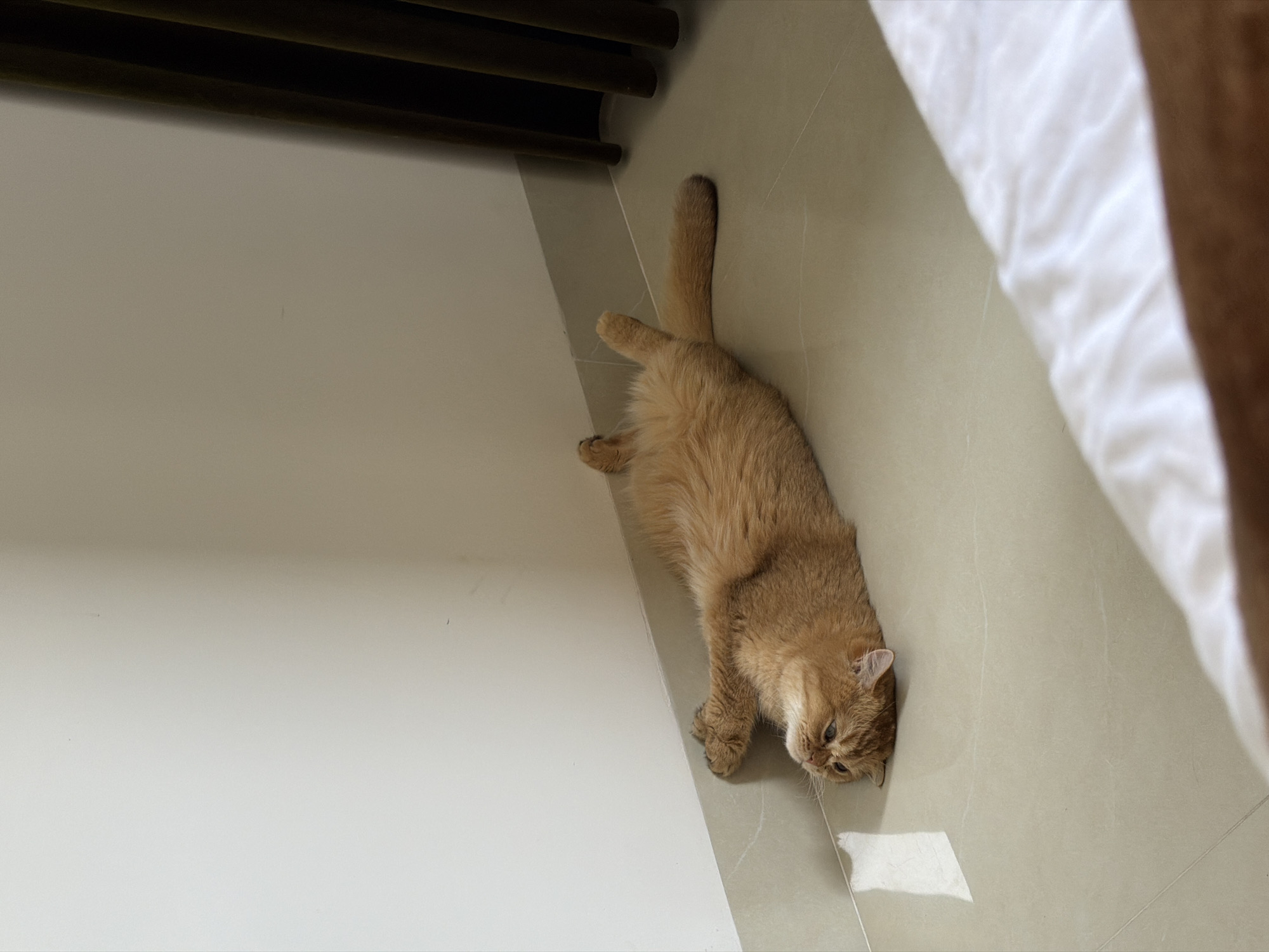 A fluffy, golden-ginger cat is depicted lying on its side on a light beige tiled floor, appearing relaxed and at ease. The cat is stretched out, with its head resting towards the bottom right of the frame, looking towards a small piece of white paper or tissue on the floor. Its eyes are partially open, suggesting it is dozing or resting. One front paw is bent while the other is extended, and its tail is stretched out along its body.
The setting is an indoor room. The floor consists of light-colored, possibly cream or beige, square tiles with visible grout lines. A plain, light-colored wall forms the background on the left side of the frame, meeting the tiled floor. In the upper left background, dark horizontal elements, possibly part of a window blind or furniture, are visible. On the right side of the image, a blurry white fabric, likely a bed sheet, and a blurry brown object, possibly a bed frame or furniture, are present, indicating a bed in the vicinity.
The scene is illuminated by soft, ambient light, typical of an indoor environment during the daytime. The overall atmosphere is peaceful and quiet. There is no visible text in the image. The location context provided is Da Nang, Vietnam.