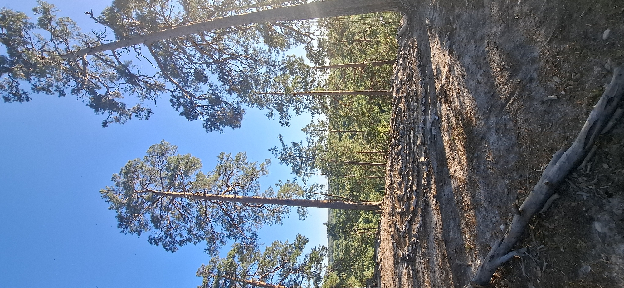 This is a vertical, eye-level, medium shot of a forest landscape on a clear, sunny day. In the foreground, a spiral pattern formed by numerous grey stones is visible on a dirt and pine needle-covered ground. To the left of the spiral, a weathered grey fallen tree trunk lies diagonally across the frame, with exposed roots. The midground features a dense forest with tall pine trees. The background shows a rolling landscape covered with more pine trees, extending to the horizon under a clear blue sky. The lighting suggests late afternoon, casting long shadows across the scene. The image is located in Peredovoi, Russia.