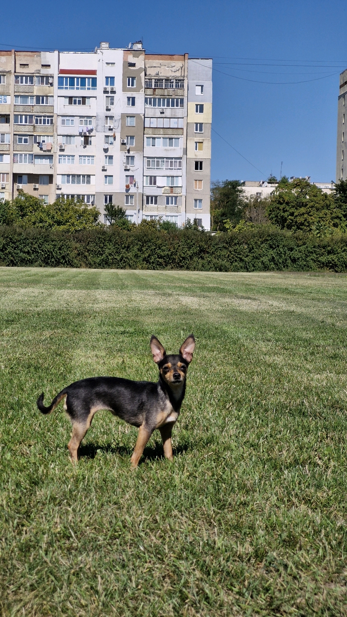 A small, black and tan dog stands on a mowed grassy field in front of a large, multi-story apartment building. The building is light-colored with numerous windows and balconies, and appears to be in a state of disrepair in some sections. Behind the building, dense green trees form a natural barrier. The sky above is a clear, bright blue, and the sun casts shadows on the grass. The overall scene depicts a residential area in Serhiivka, Ukraine, on a sunny day.