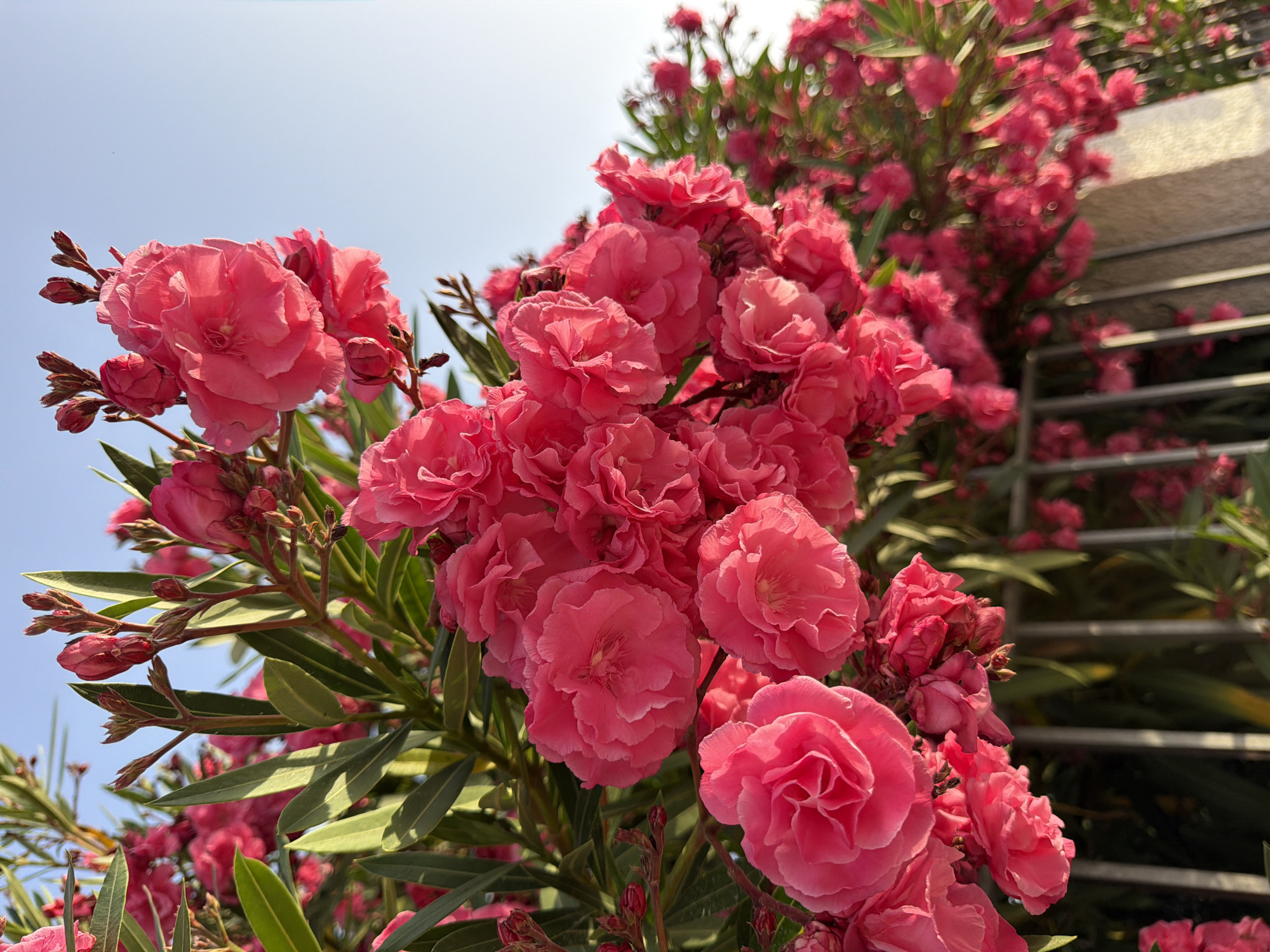The image depicts a close-up view of a cluster of vibrant pink oleander flowers in Mont-roig del Camp, Spain. The flowers are in full bloom, with many ruffled petals forming dense clusters. The background shows a clear, pale blue sky, suggesting it is daytime. Beneath the flowers, a metal fence and some foliage are partially visible, indicating an outdoor setting, possibly a garden or along a street. The lighting suggests the sun is either rising or setting, casting a warm glow on the flowers. There are no people or animals present in the frame.