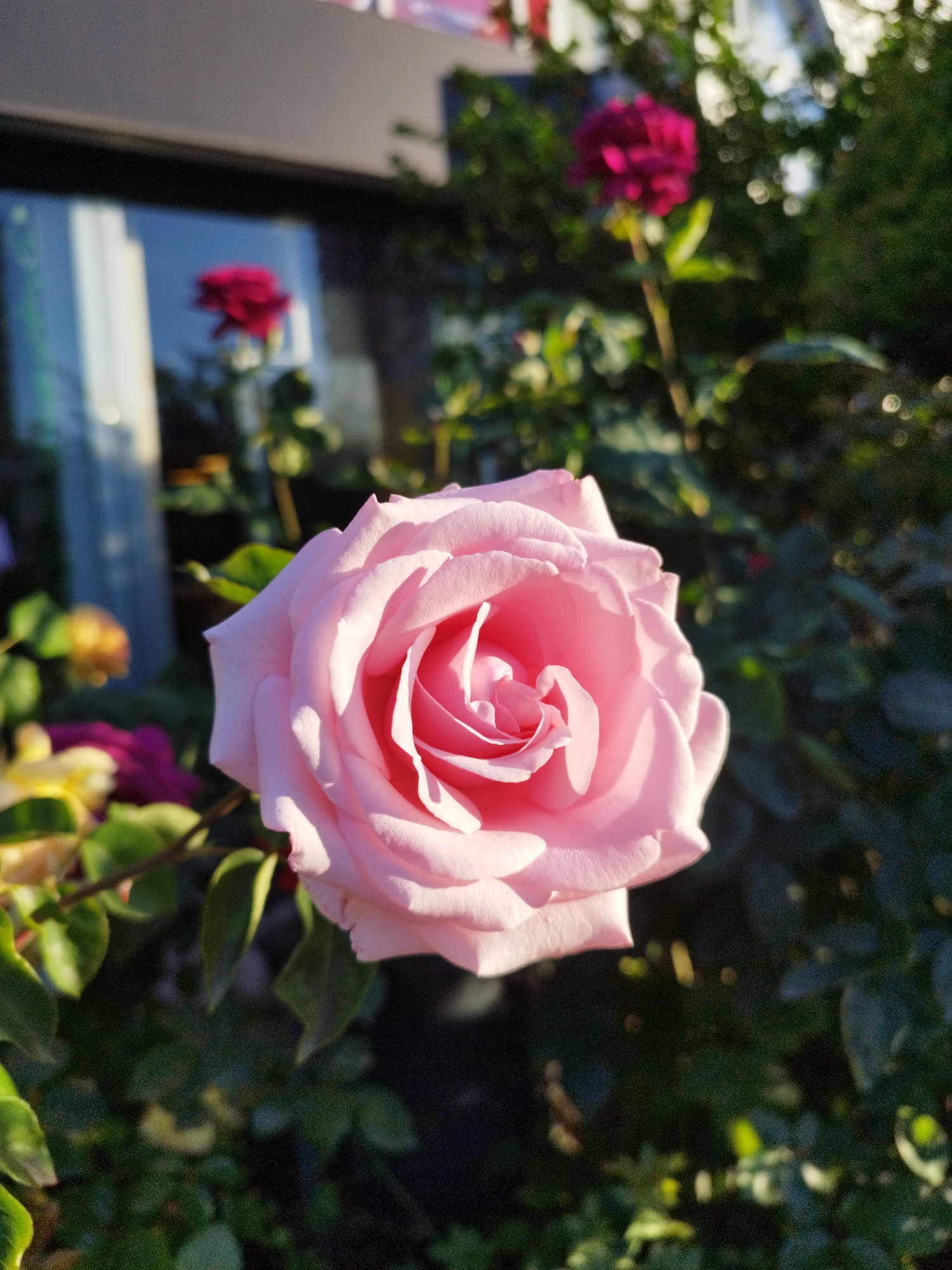 The image shows a close-up of a pink rose in full bloom. Other roses of various colors, including deep red and yellow-tinged blooms, are visible in the background amidst green foliage. The background is slightly blurred, suggesting a shallow depth of field. A structure, possibly a building with windows, is partially visible behind the roses on the left. The scene is bathed in natural sunlight, creating shadows and highlights on the rose petals. The image was taken outdoors, likely in a garden. The location in Sofia, Bulgaria is not verifiable from the image.
