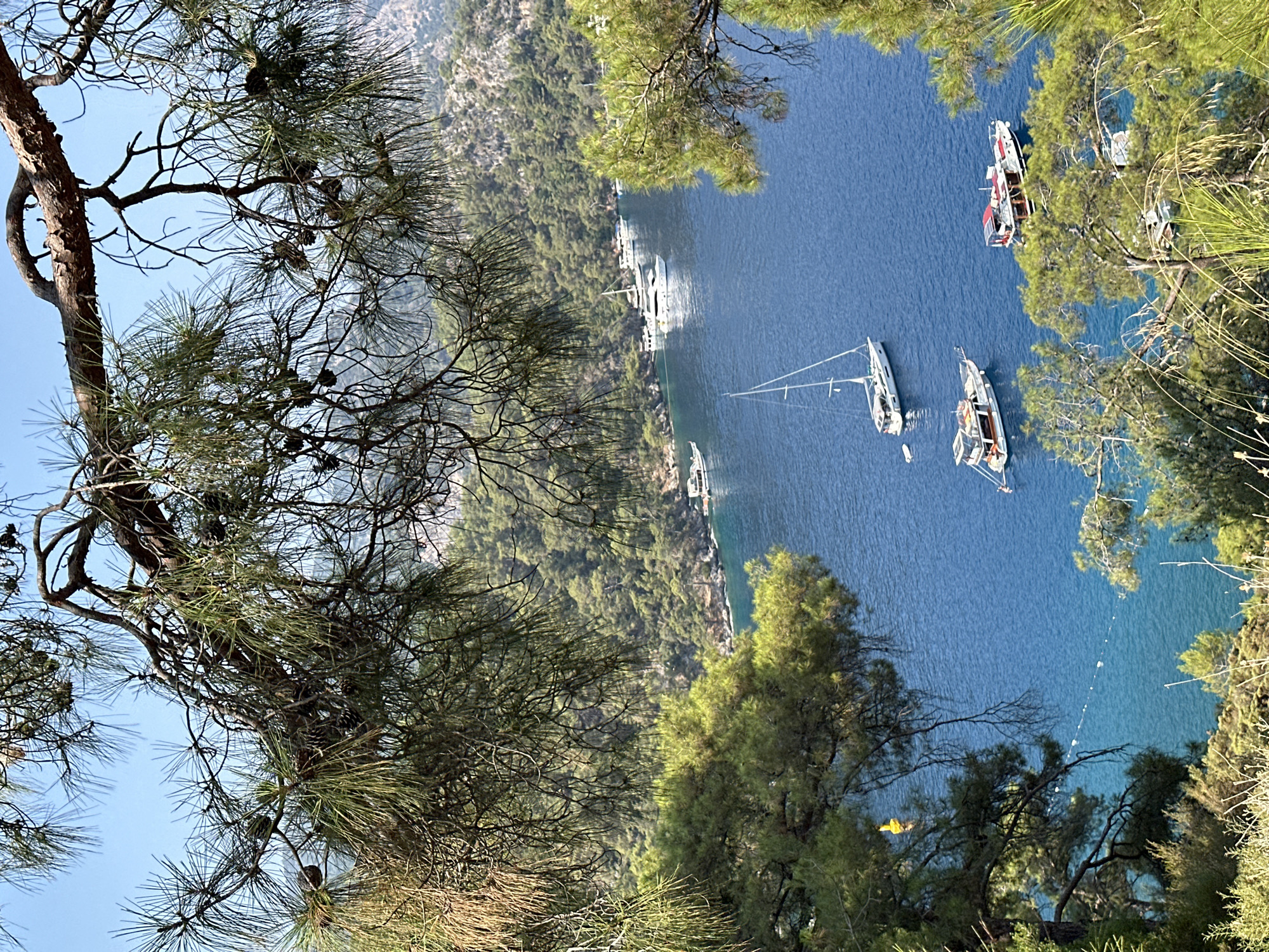 The image depicts a scenic view of a bay in Fethiye, Turkey, framed by pine branches and foliage. The deep blue water is dotted with several boats, including a white sailboat with its mast raised, two motor yachts, and a larger vessel with a red canopy. The shoreline is lined with lush green trees and rocky hills. The sky is clear and blue.