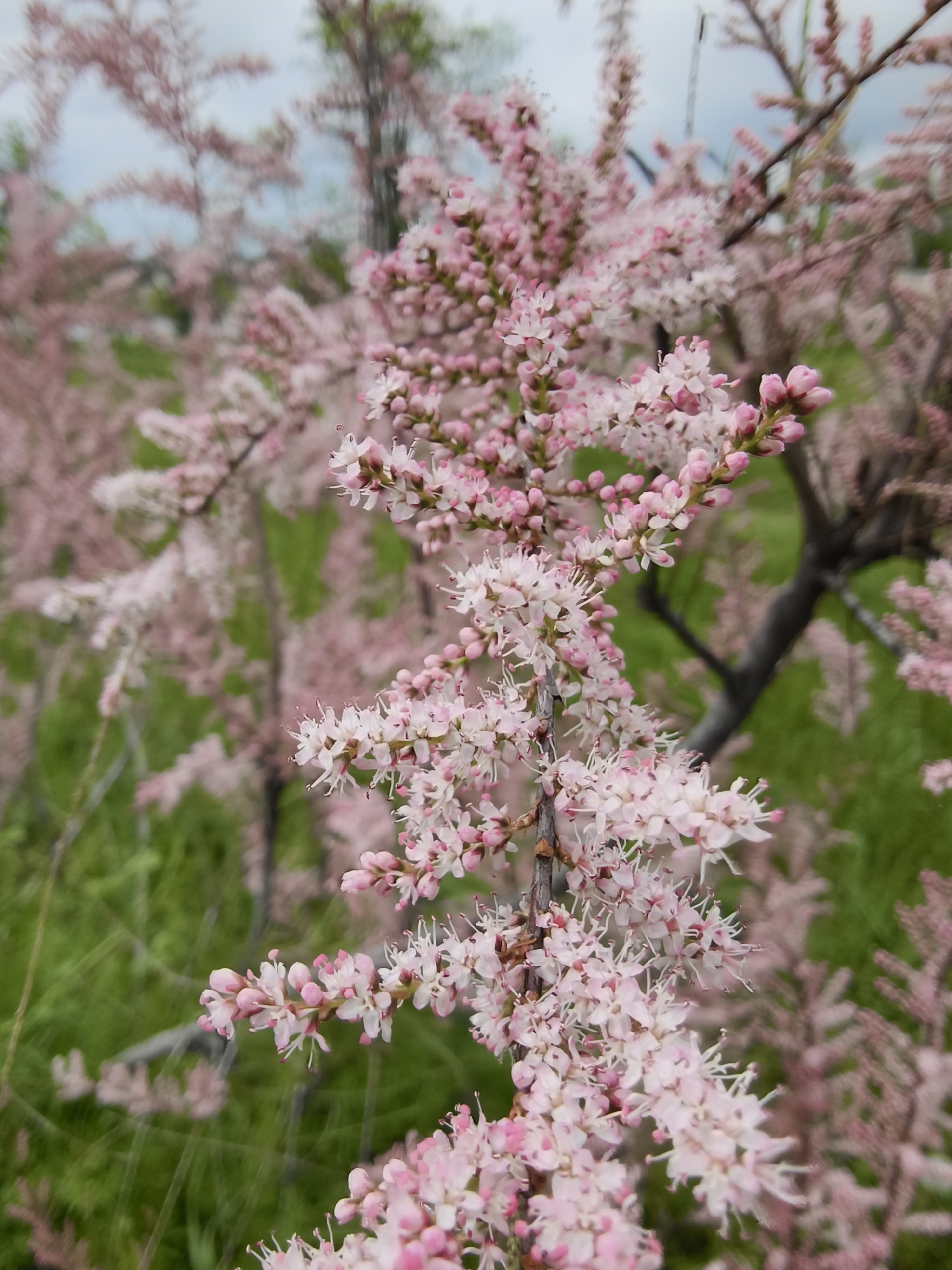 The image shows a close-up of a flowering tree with pink blossoms, likely taken outdoors. The flowers are densely packed on the branches, and some are still in bud form. The background includes other trees and green foliage, suggesting a park or natural area. The location is the city of Kryvyi Rih, Ukraine. There are no people visible in the image.