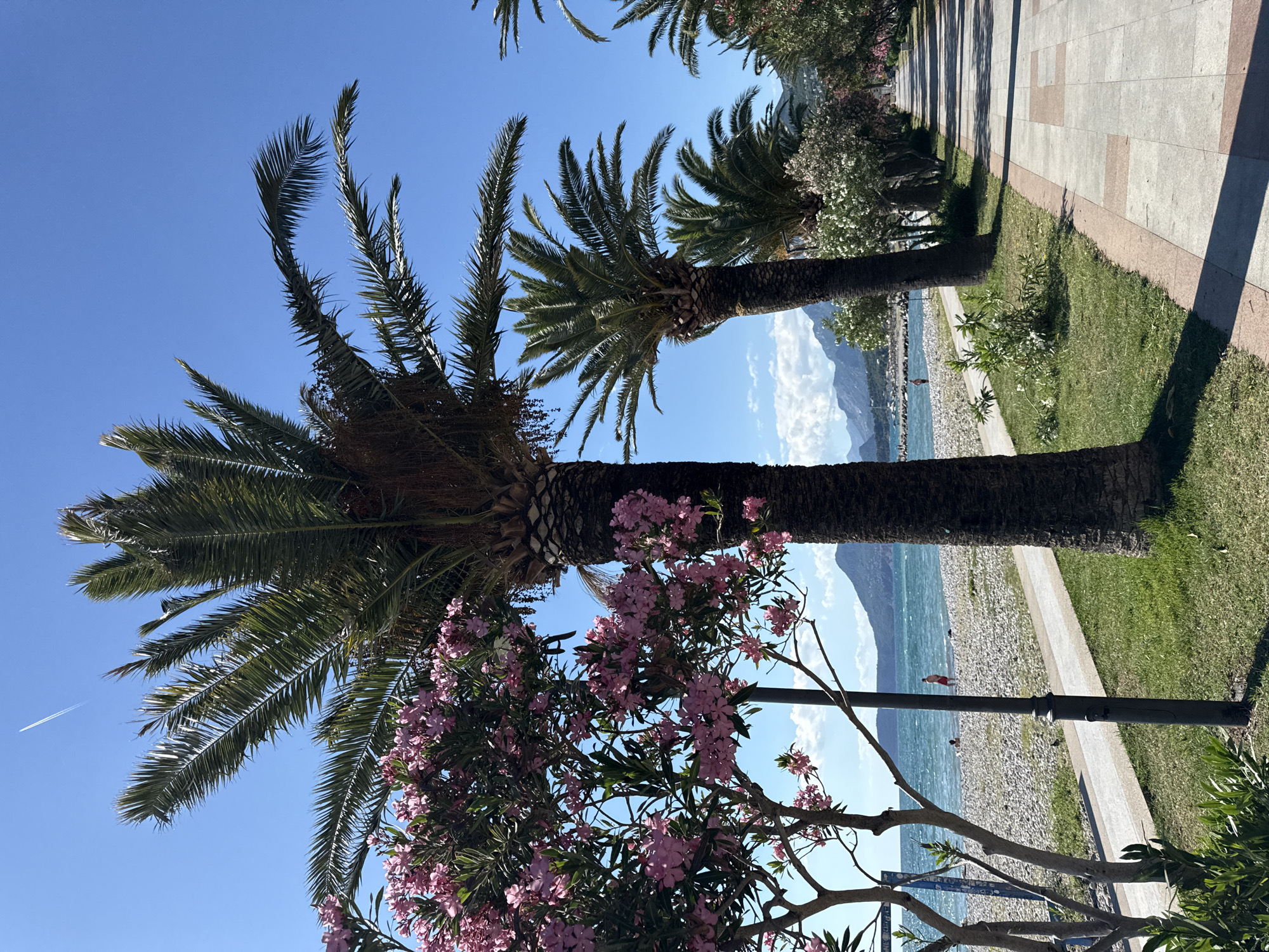 The image depicts a sunny day at a coastal promenade in Bar, Montenegro. In the foreground, a large palm tree with a rough, segmented trunk dominates the right side of the frame, its fronds reaching towards a clear blue sky. To the left of this palm, a flowering tree with vibrant pink blossoms is in full bloom, its branches extending towards the sea. A paved walkway, lined with alternating light and dark square tiles, stretches into the distance, bordered by a strip of green grass. Beyond the walkway and grass, a pebble beach meets the turquoise waters of the Adriatic Sea. A few people are visible on the beach, one standing near the water and another person or two further back. In the background, a range of mountains forms the horizon, with a faint contrail from an airplane visible in the sky. The overall scene conveys a serene, vacation-like atmosphere.
