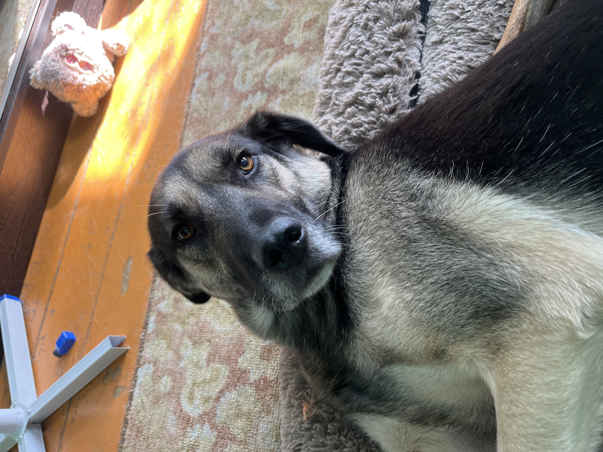 The image shows a medium-sized dog lying on a textured rug in what appears to be a room. The dog has a mix of black, gray, and tan fur, with expressive brown eyes. Sunlight is casting shadows across the floor, illuminating a portion of a wooden surface and a white chair leg. A small blue object is visible on the floor near the chair. In the background, a light-colored, possibly plush toy, is partially visible near a window or ledge. The overall setting suggests a domestic environment, possibly within an apartment or house. The specific location in Nizhny Tagil, Russia, cannot be determined from the visual information provided in the image.