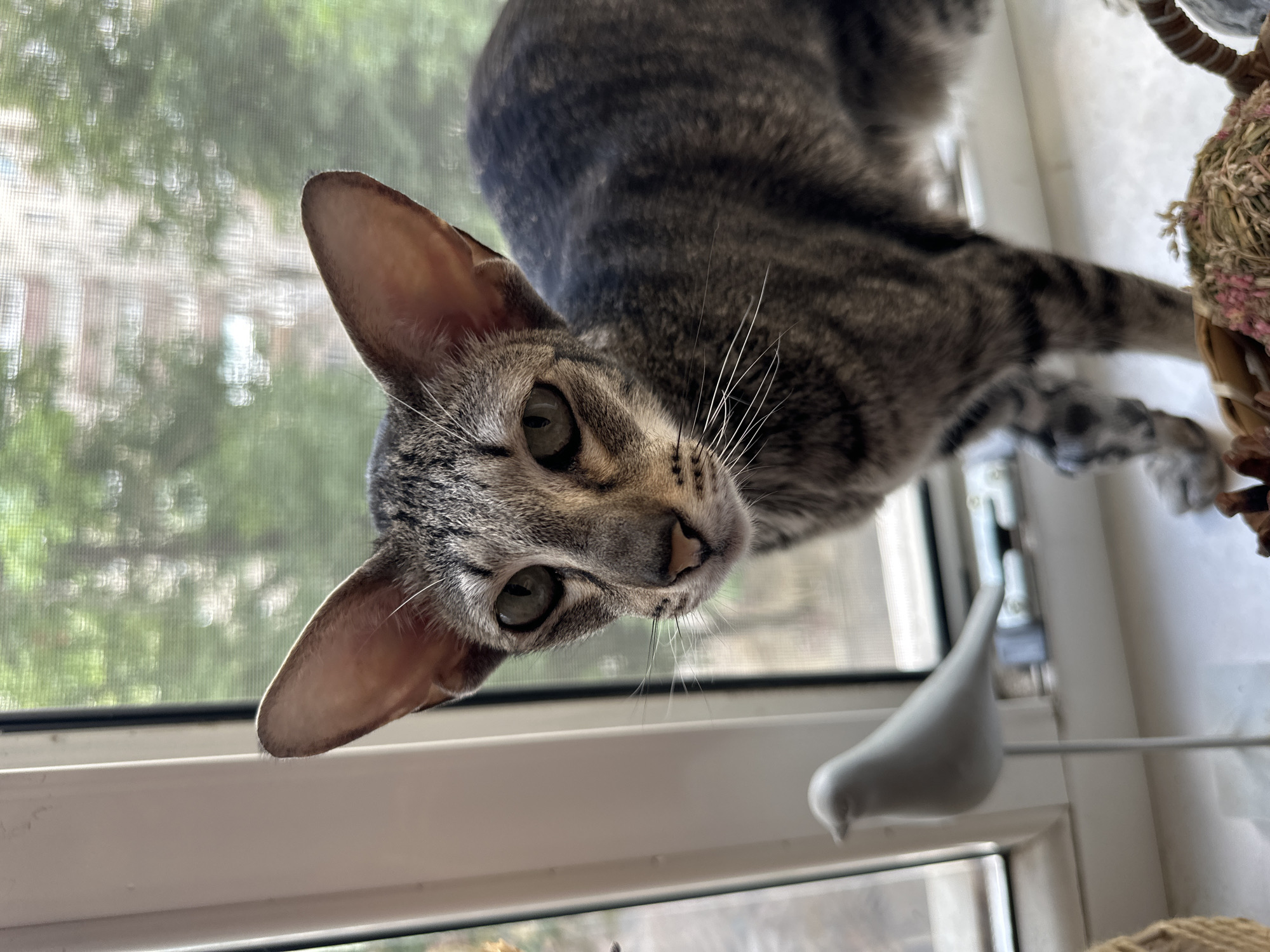 A close-up, eye-level, vertical shot captures a gray tabby cat with large ears and striking green eyes. The cat is positioned on a windowsill, looking directly at the camera. To the left of the cat, a small, white ceramic bird figurine stands on a thin metal rod. The background consists of a window with a screen, through which trees and buildings are faintly visible, suggesting an urban setting. The overall lighting is natural, coming from the window. The location is Taganrog, Russia.