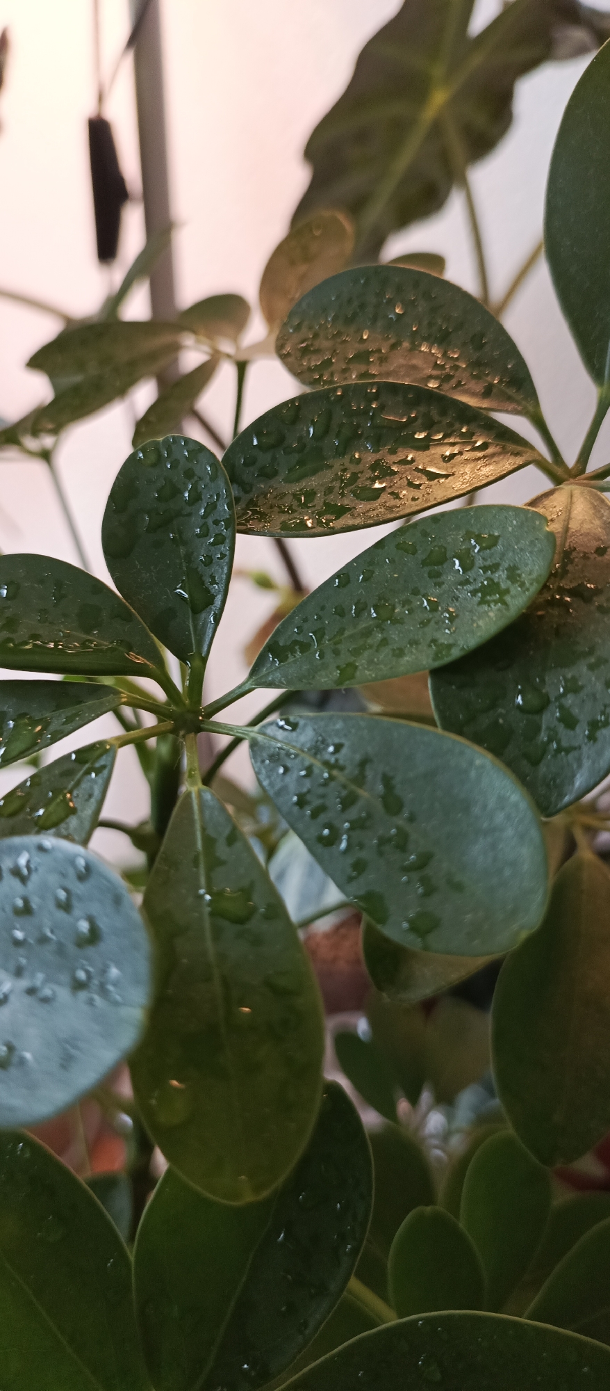 A close-up, low-angle shot captures several dark green, glossy leaves of a plant, possibly a Schefflera, covered in small water droplets. The leaves are lush and healthy, with some showing reflections of light. The background is softly blurred, revealing a pale, possibly pinkish-white wall or backdrop, with a dark, indistinct object on the left side, which could be part of a lamp or a piece of furniture. The lighting suggests an indoor environment, possibly illuminated by artificial light. No people or animals are visible. This image does not provide any specific information or context that would allow for a precise location within Bugry, Russia.