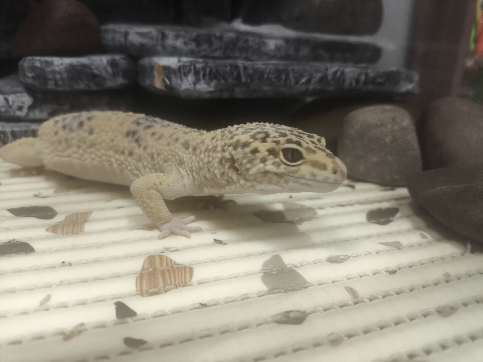 A leopard gecko is positioned in the foreground of the image, facing right. It is pale yellow with dark brown spots and a textured skin. Its left front leg is visible. The gecko is on a light-colored, textured surface with geometric shapes embedded in it. In the background are stacked stone-like decorations and smooth stones. The location, Chaikovsky, Russia, is not discernible from the image.