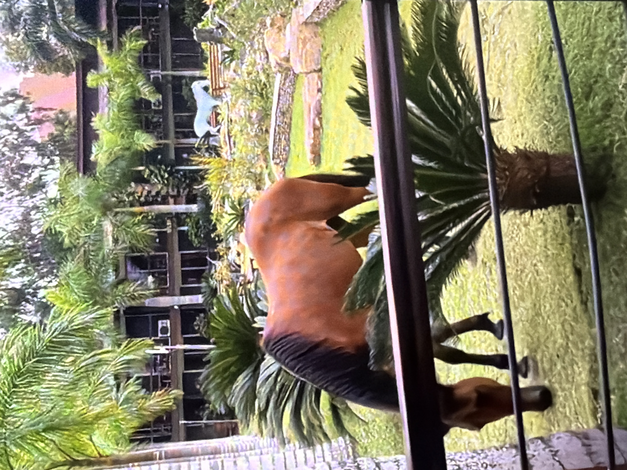 In Bukuru, Nigeria, a brown horse is seen grazing in a grassy courtyard. The horse is positioned in the foreground, facing left and bending its head down to eat. Behind the horse, a building with multiple levels and balconies is visible, surrounded by lush palm trees. In the background, a white horse statue is placed on a raised garden bed. The scene is framed by a dark railing in the lower portion of the image.