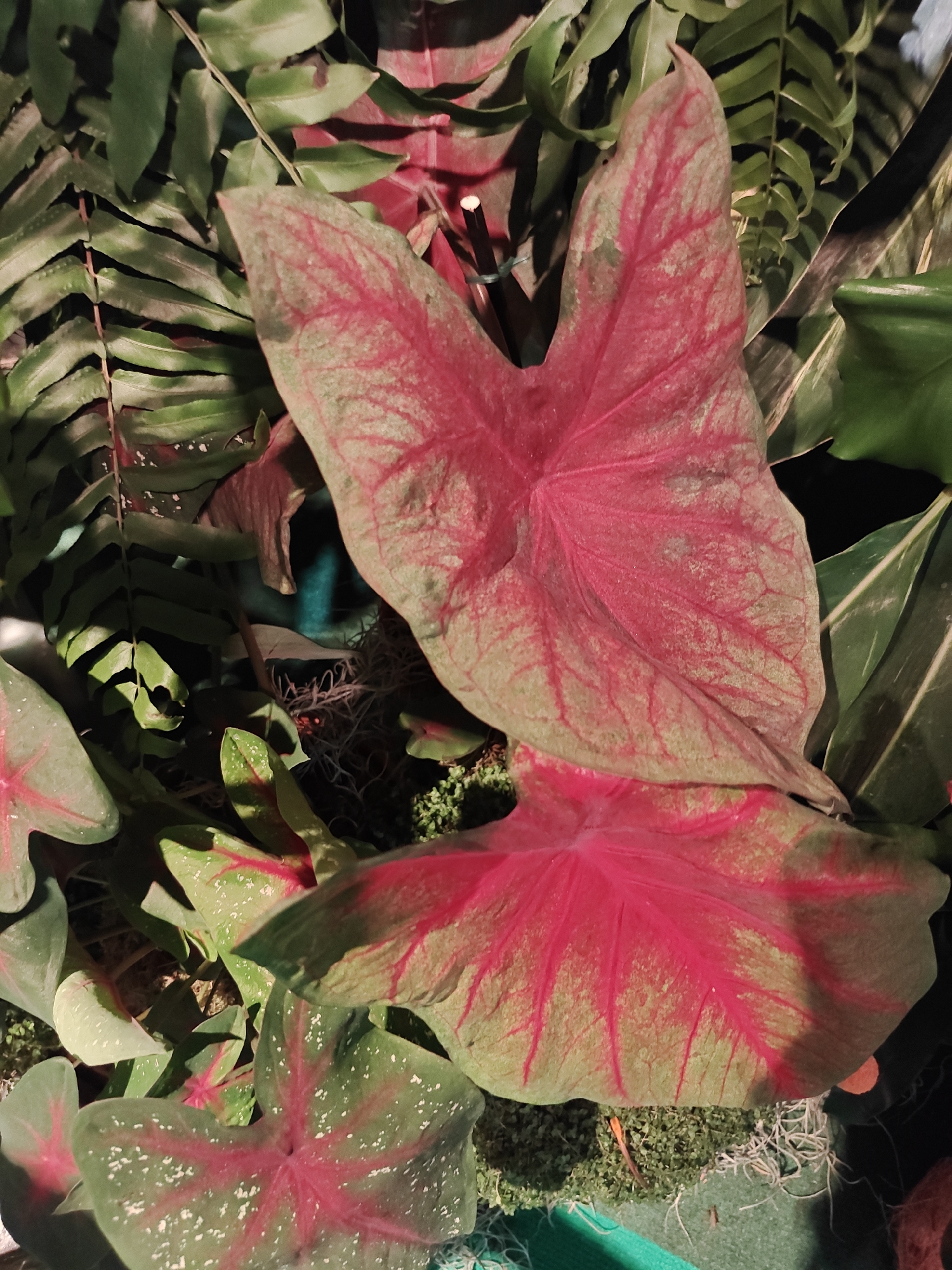 A close-up, overhead view of a cluster of caladium plants with vibrant pink and green foliage. The leaves are heart-shaped and feature prominent red veins that radiate from the center. The background consists of darker green foliage, possibly ferns, and a dark, indistinct surface. The scene appears to be an indoor or shaded outdoor display of ornamental plants, likely in a botanical garden or a well-maintained garden center. There is no indication of a specific location within Tel-Aviv, Israel.