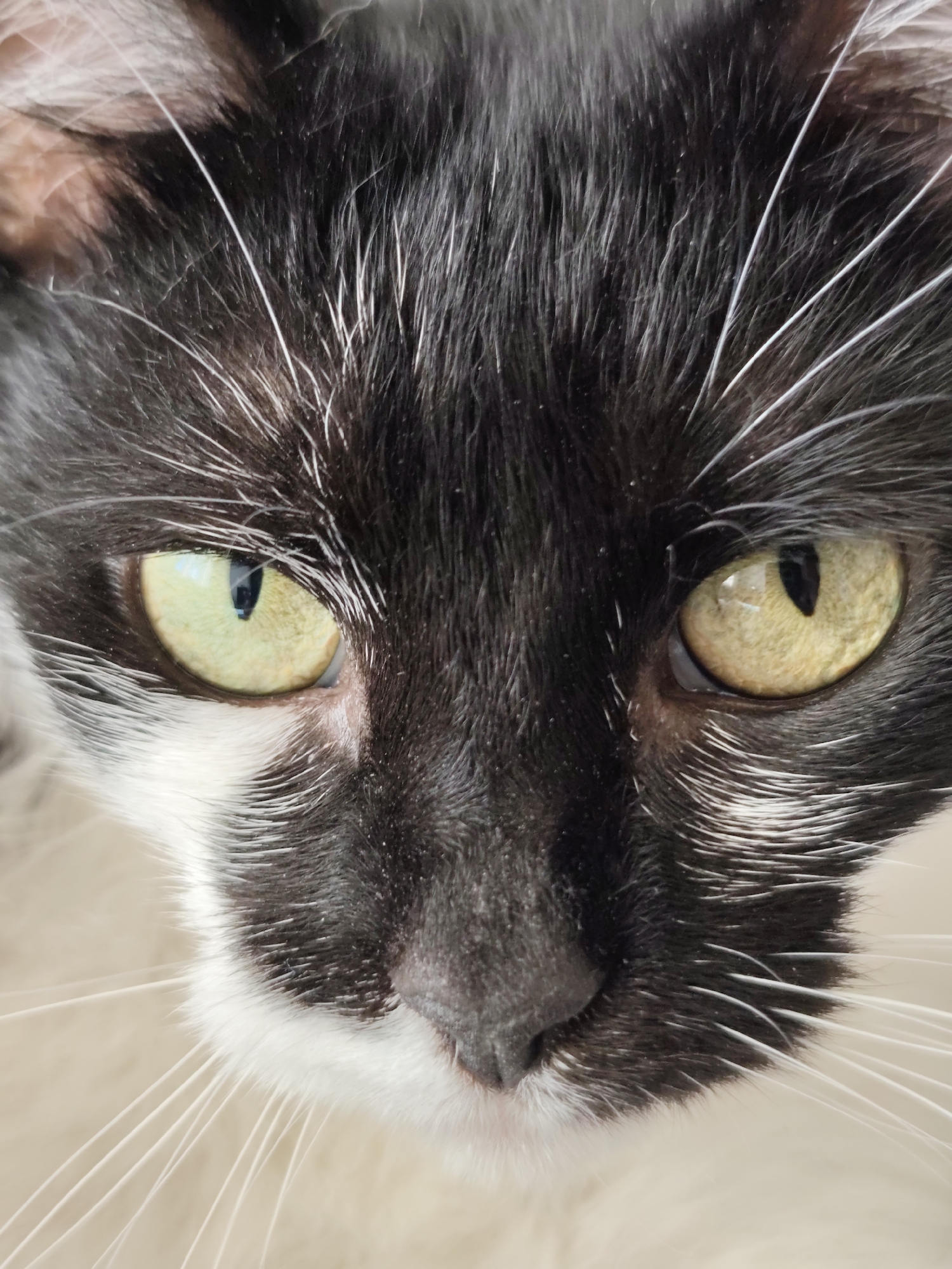 A close-up, eye-level, full-frame shot focuses on the face of a black and white cat. The cat's fur is predominantly black with white markings on its muzzle and chin. Its eyes are a striking yellow-green with vertical black pupils. Long, white whiskers fan out from its muzzle. The background is a soft, neutral beige, suggesting an indoor setting. There is no information about the city of Mykolaiv, Ukraine, or any people, actions, or interactions present in the image.