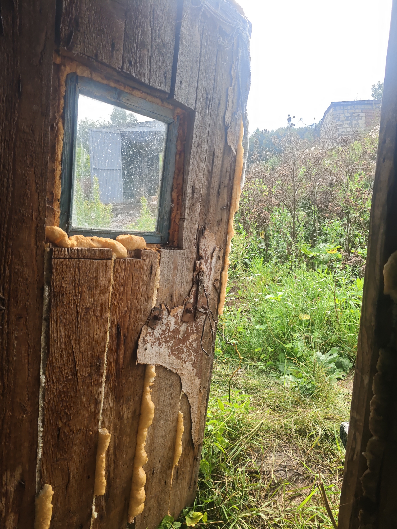 The image shows the interior of a rustic wooden structure, possibly a shed or an outbuilding, with an open doorway looking out onto an overgrown grassy area. The wooden walls are rough and weathered, with peeling paint and visible nails. A small, irregularly shaped window with a blue frame is set into the left wall. Expanding foam insulation is visible around the window frame and along the interior edges of the walls.
Outside, the view is dominated by tall green grass, weeds, and dry, spiky plants. In the background, a muted metal structure, possibly a shed or garage door, is visible through the window, and further beyond that, a low-lying building constructed of light-colored bricks is partially visible. The sky is bright and overcast. The overall impression is one of neglect and disrepair in a rural or semi-rural setting, likely in the village of Platoschino, Russia, given the provided context. There are no people or animals present in the image.