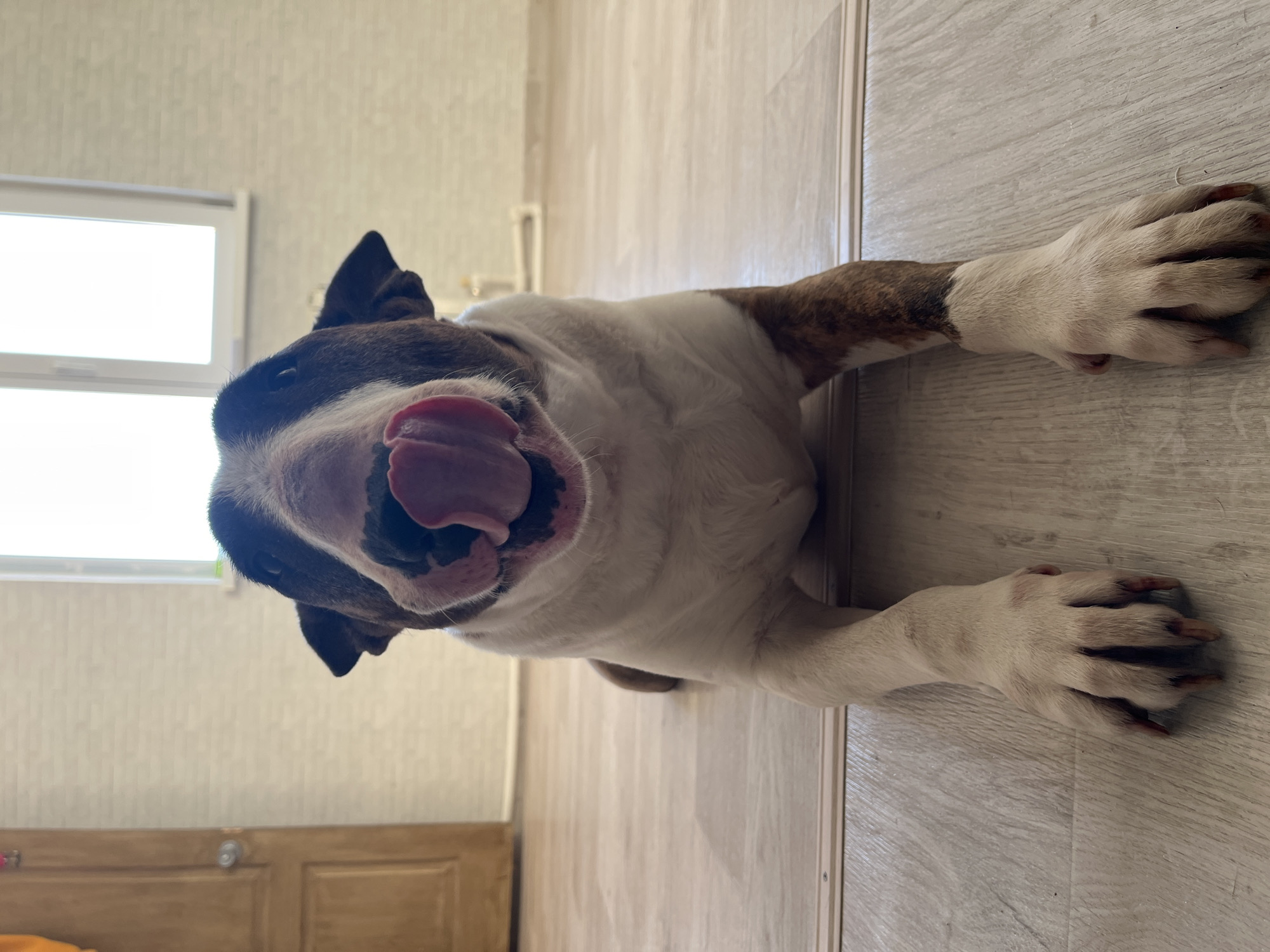 A Bull Terrier dog is lying on its stomach on a light wooden floor. The dog is white with brown brindle markings on its head and forelegs. Its tongue is extended outward. A window is visible in the background. The location is the city of Chaikovsky, Russia.