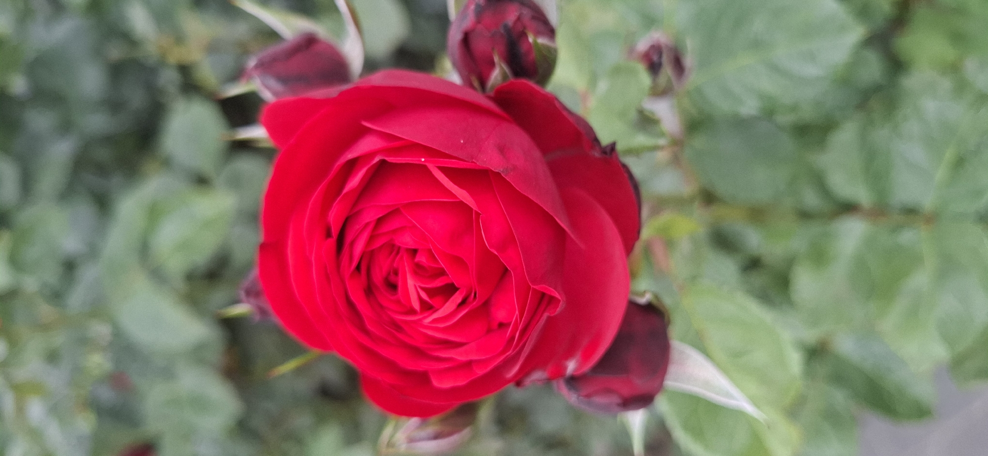 A close-up, vertical, outdoor, daylight photograph focuses on a vibrant red rose in full bloom. The rose's petals are tightly curled inward, forming a classic spiral pattern. To the right and bottom of the main rose, there are several dark red rosebuds, some partially open and others still closed. The rose and buds are set against a blurred background of green foliage. The scene appears to be in a garden setting. Without further information, the specific location in Hürth, Germany cannot be determined from the visual data alone.
