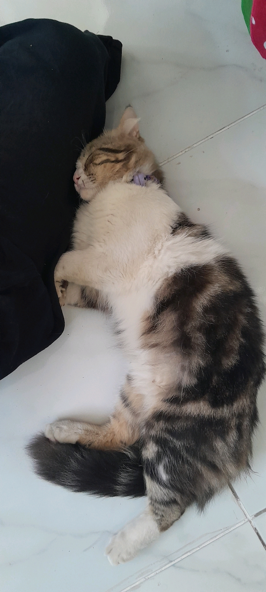 A domestic cat is sleeping soundly on a light-colored tiled floor, leaning against a large, dark object, possibly clothing. The cat has a tabby pattern with patches of white fur on its chest and paws. It is wearing a light purple collar. The environment appears to be indoors, in a residential setting. The image was captured in Bendungan, Indonesia.