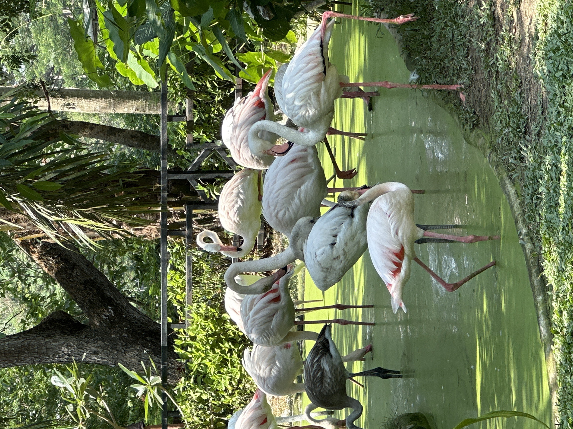 The image depicts a group of flamingos standing in a green, algae-filled pond at the Khao Kheow Open Zoo, Bang Phra Subdistrict, Thailand. The flamingos are predominantly white with some pink and red coloration. Some have their heads submerged in the water, possibly feeding, while others are standing with their necks curved. A grey bird also stands in the pond, potentially a juvenile flamingo or another type of water bird. A black metal fence partially surrounds the pond, with trees and other vegetation in the background. The scene is brightly lit, suggesting it is daytime.