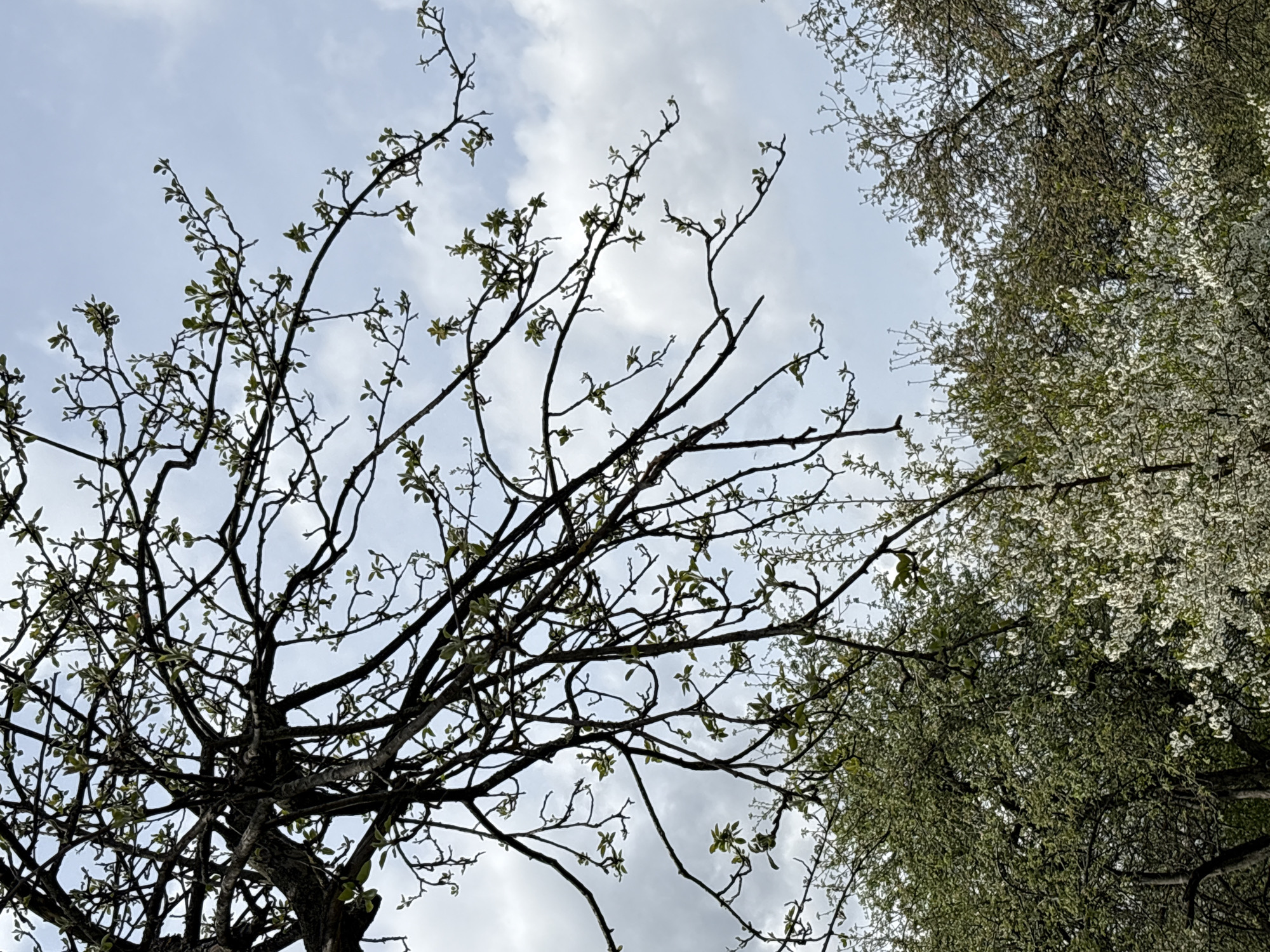 The image shows a view looking up into the branches of trees against a cloudy sky. One tree is mostly bare with a few small green leaves emerging, while another tree is covered in white blossoms. The photo was taken in Saint Petersburg, Russia.