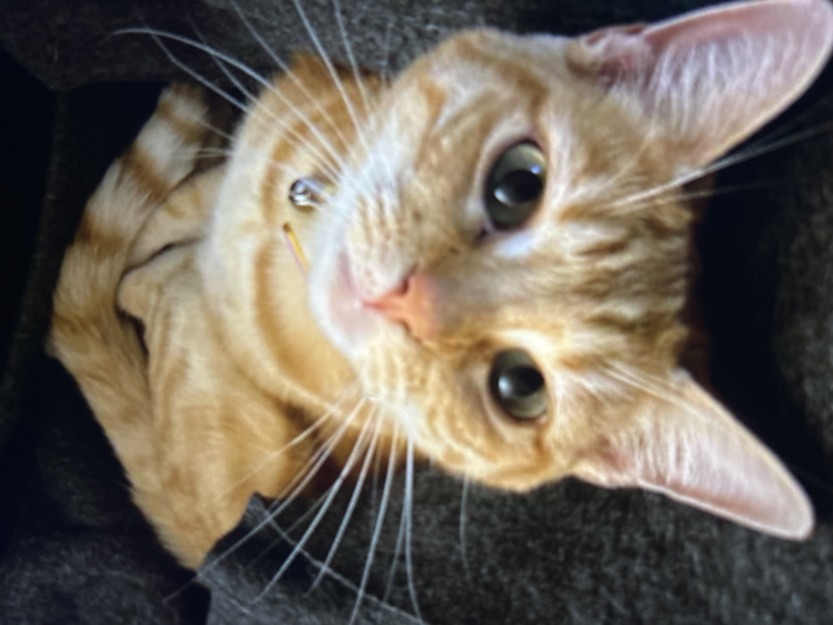 An orange tabby cat with green eyes stares upward at the camera. The cat's head is tilted slightly, and its ears are perked. The cat's fur is striped with dark orange markings. Its whiskers are long and white. A small bell hangs from its collar. The cat appears to be sitting within a dark gray or black material, possibly a blanket or cushion.