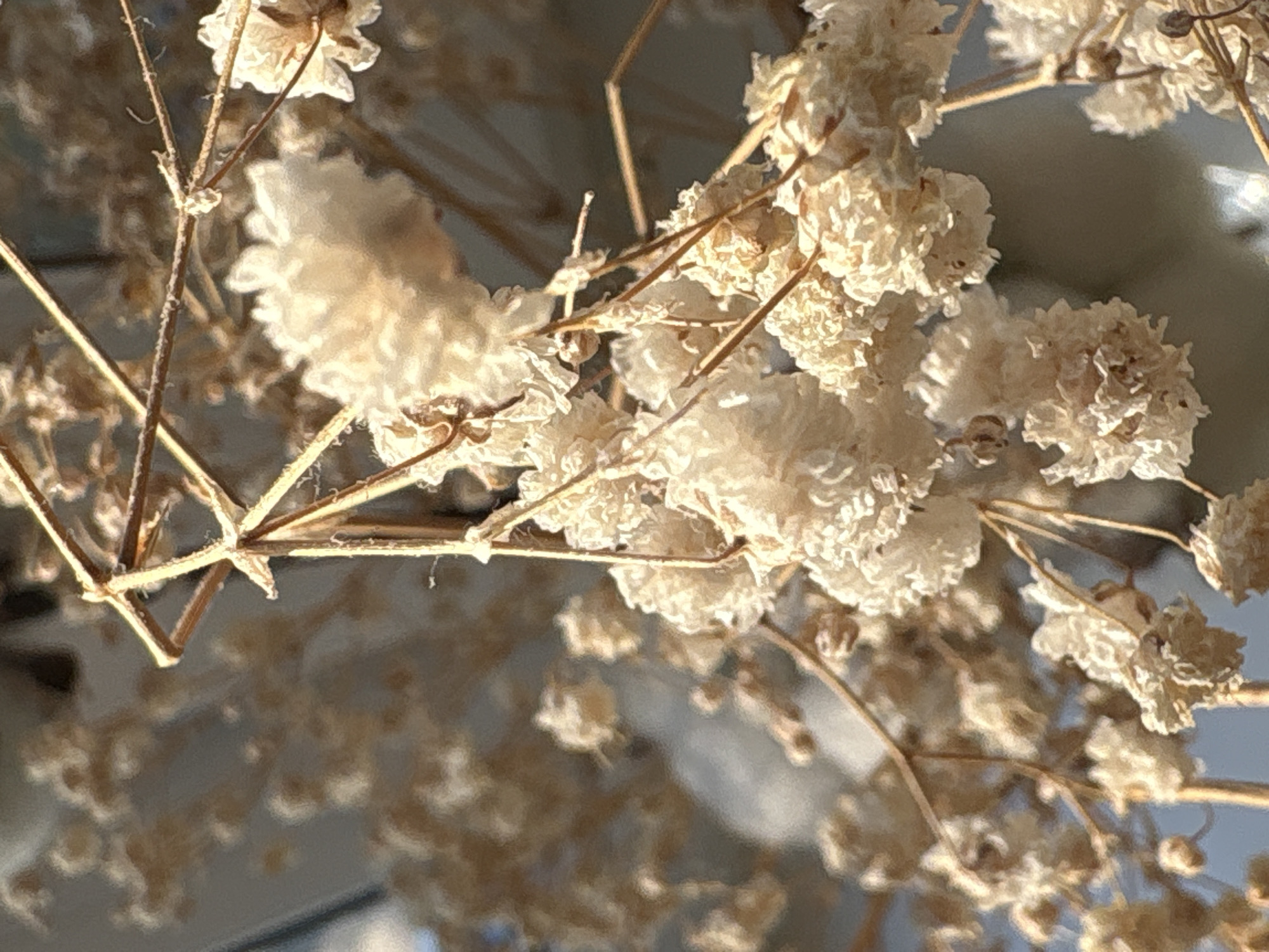 A close-up, macro shot focuses on dried, delicate white flowers and thin brown stems against a blurred background. The flowers are small and clustered, with a papery texture. The stems are thin and branched, forming a natural structure. Sunlight illuminates the scene, creating highlights and shadows that emphasize the intricate details of the flowers and stems. The overall impression is one of fragility and natural beauty. There are no people or discernible actions, and the setting is not identifiable as being in Saint Petersburg, Russia, or any specific city.