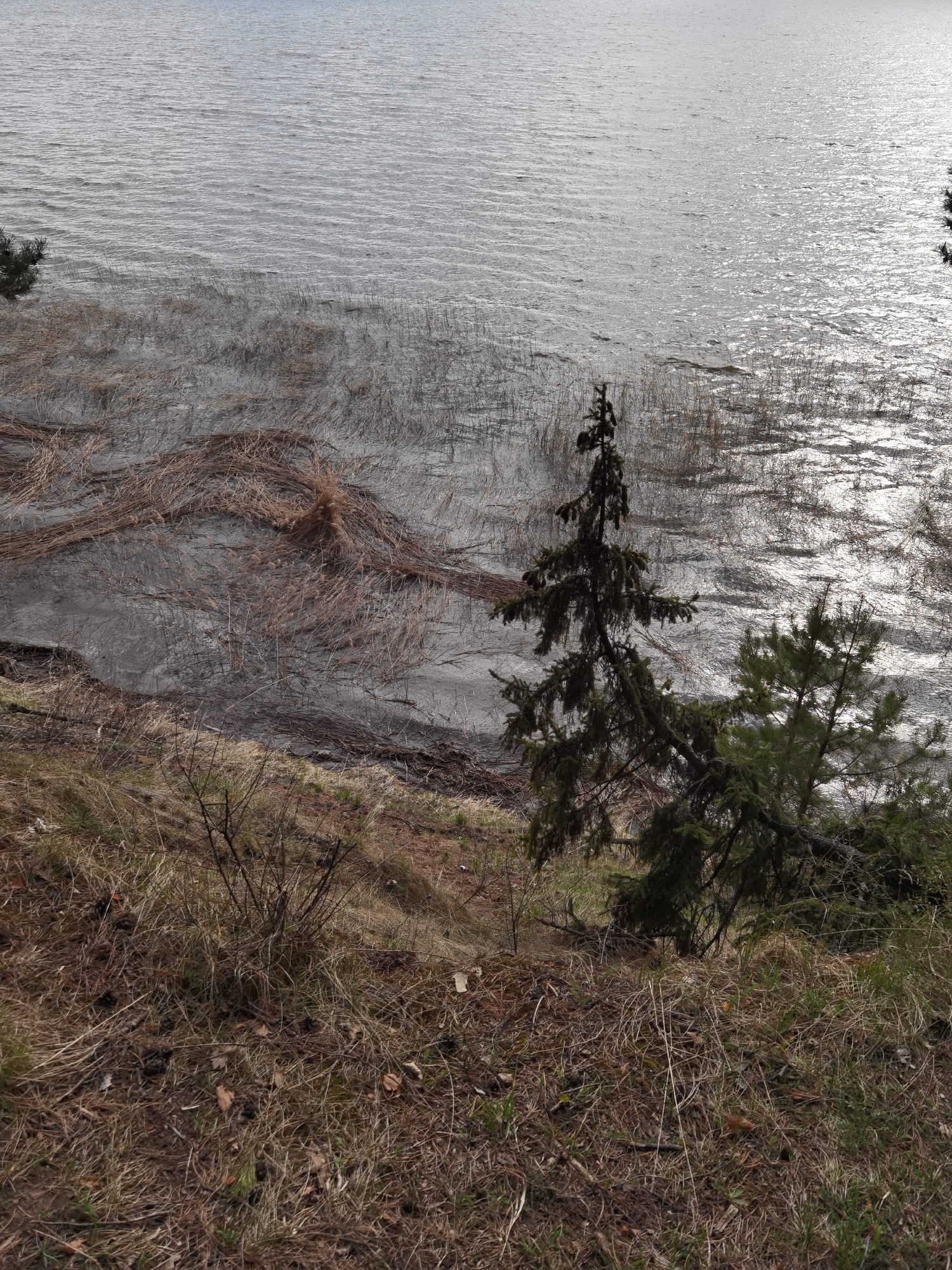 The image shows a view of a lake or large body of water from an elevated position, possibly a hillside. The foreground consists of dry grasses and low-lying vegetation. Two evergreen trees stand near the edge of the slope, with one appearing taller and more prominent.
The water reflects sunlight, creating a shimmering effect. Near the shoreline, submerged vegetation or reeds are visible beneath the water's surface.
Without additional contextual information, determining the exact location within Votkinsk, Russia, is not possible based solely on the visual information in the image.
