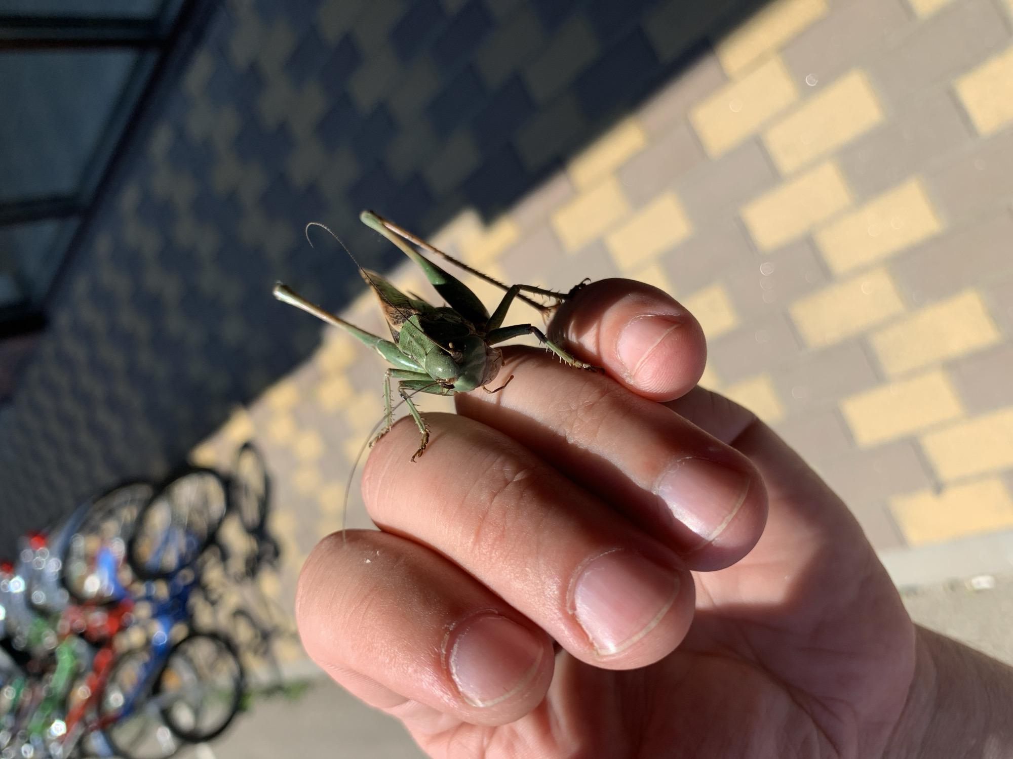 A close-up, high-angle shot shows a person's hand, held in the foreground, with a green grasshopper perched on their fingers. The grasshopper is facing the camera, its head tilted slightly. The person's fingernails are visible, and the skin is lightly tanned. In the background, out of focus, are several bicycles parked. The ground is paved with alternating light and dark rectangular stones, suggesting an urban or park setting. The sunlight casts shadows, indicating it is daytime. The image appears to be taken outdoors in Kropotkin, Russia, based on the provided context.