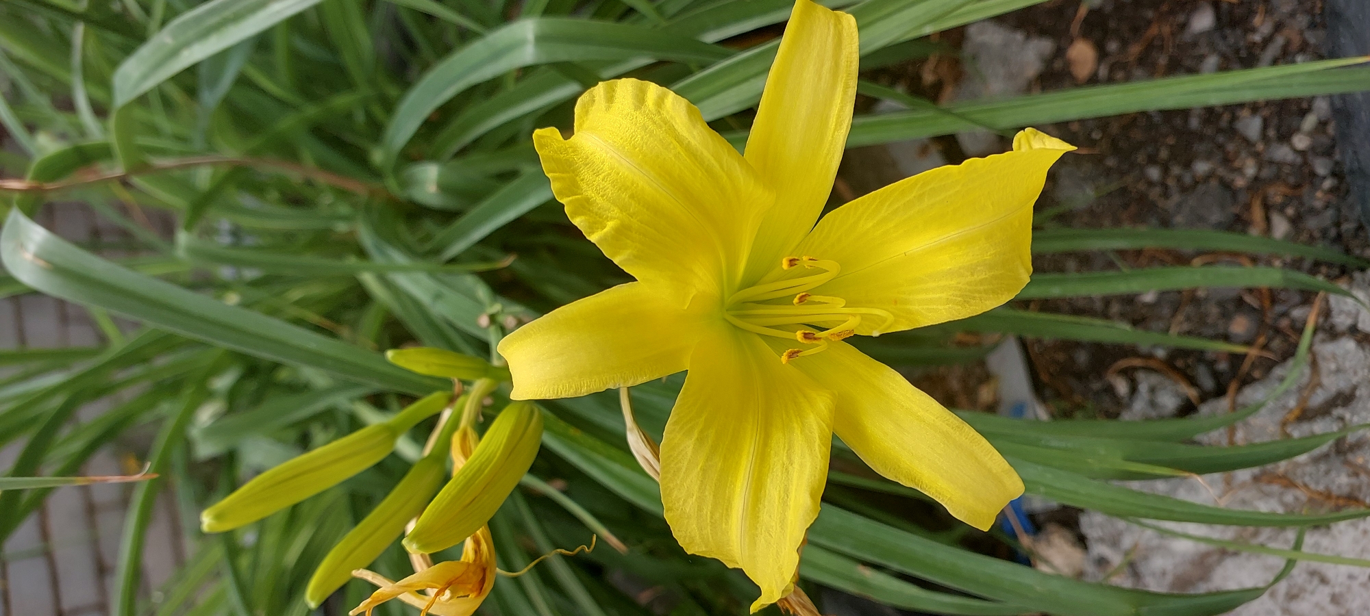 The image shows a close-up of a bright yellow daylily in bloom, with its petals unfurled and its stamen visible. The flower is positioned in the foreground, slightly off-center to the left, with its stem and several unopened buds to its left. The background is filled with lush green foliage of the same plant, creating a natural, garden setting. The ground beneath the plant is visible, with scattered stones and what appears to be some debris. The lighting suggests it is daytime, with the sun illuminating the vibrant yellow of the flower. This scene is consistent with a garden or outdoor space in Praporştşikovo, Kazakhstan, where such flora is common. There are no people or animals depicted in the image.