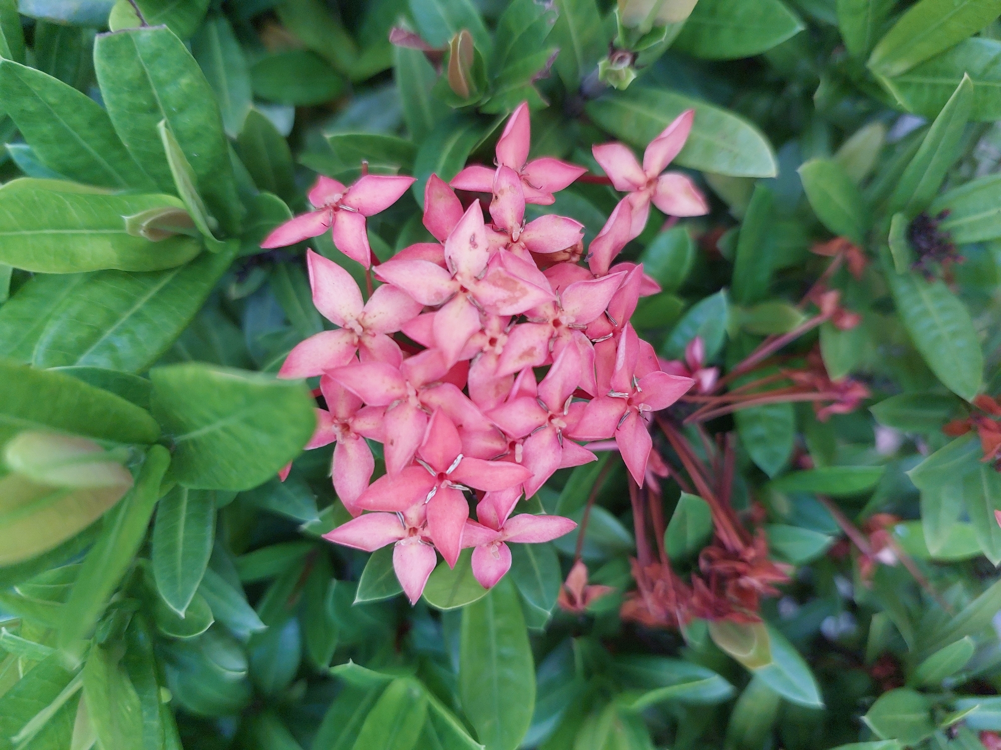 A close-up, high-angle shot captures a cluster of bright pink Ixora flowers in bloom, set against a backdrop of lush, dark green foliage. The flowers, with their delicate, star-shaped petals, are the focal point, appearing in various stages of opening. The vibrant pink contrasts with the deep green of the surrounding leaves, creating a visually appealing natural scene. The image is devoid of any human presence or activity, focusing solely on the botanical subject. The lighting suggests an outdoor setting, likely in a garden or natural environment, typical of locations in Baan Mae Nam, Thailand, where Ixora plants are commonly found.