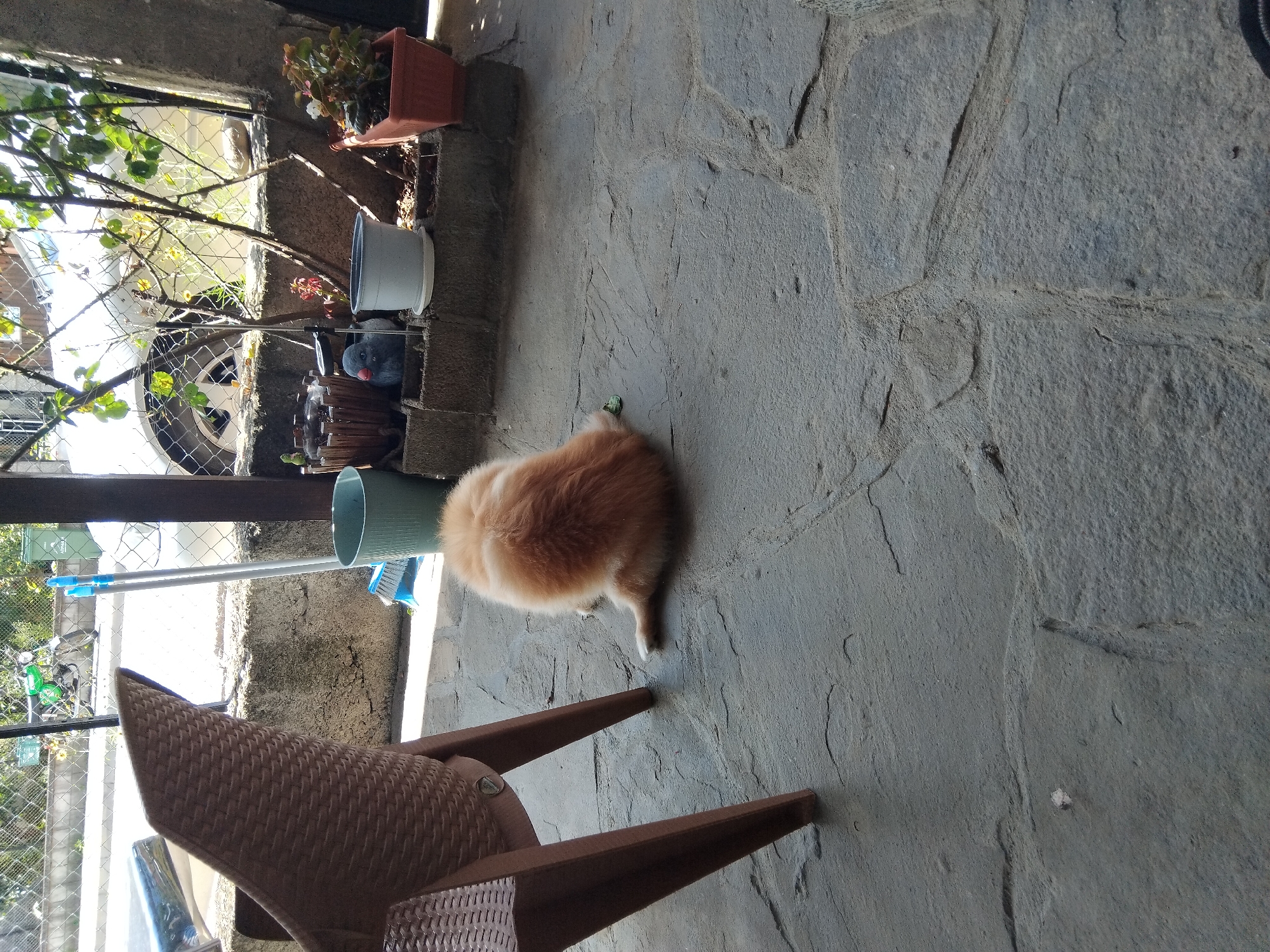 The image depicts a close-up, eye-level, outdoor shot of a fluffy, light orange cat with white paws, sitting on a stone patio. The cat is facing away from the camera, with its back to the viewer. To the left of the cat, the legs of a brown, woven plastic chair are visible. In the background, beyond a low stone wall, a white car is parked. Above the wall, a chain-link fence separates the patio area from what appears to be a street or yard with some greenery and a bright green motorcycle. Several potted plants are arranged on the wall. To the right of the cat, a blue plastic bucket and a broom with blue bristles stand upright. The scene appears to be in the city of Apriltsi, Bulgaria, based on contextual information. The lighting suggests it is daytime.