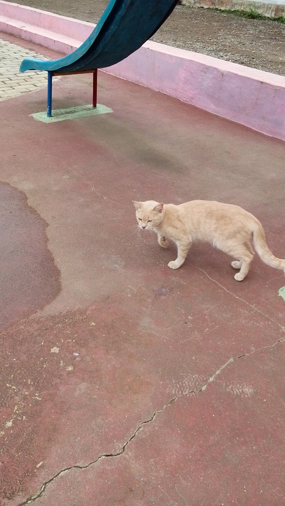 A light-colored cat is walking on a reddish-brown outdoor surface near a blue and red support structure for a teal slide. The ground appears to be asphalt or a similar paved material and has some cracks and a wet patch. In the background, there is a low pink wall and a paved walkway. The scene is outdoors and appears to be in a public space, possibly a playground.