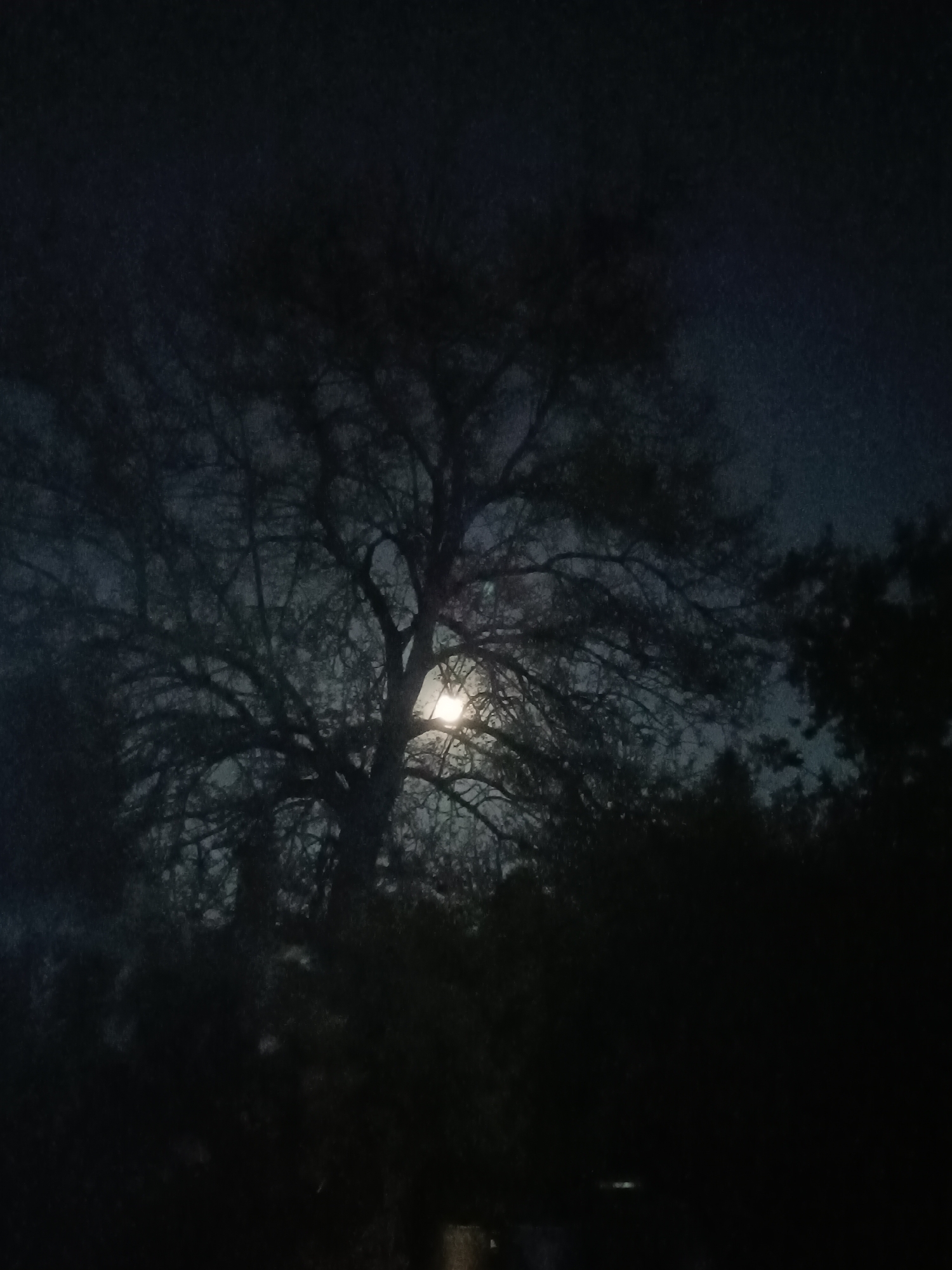 The image presents a nocturnal landscape dominated by a large, bare deciduous tree silhouetted against a dark, moonlit sky. The bright moon is centrally positioned, peering through the tree's intricate network of branches, acting as the primary light source and creating a luminous glow around it. The sky transitions from deep charcoal to dark blue hues, with a subtle diffusion of light around the moon suggesting a clear yet possibly hazy night.
Other trees and dense foliage are visible in dark silhouette at the bottom and right edges of the frame, blending into the shadowy environment. The branches of the main tree are gnarled and spread widely, indicating a mature tree likely in late autumn or winter. The scene is static, devoid of any discernible activity or specific event.
The time of day is clearly night, characterized by the dark sky and the prominent moon. The weather appears calm and clear enough for moonlight to penetrate, without any visible signs of precipitation or strong winds. The setting is an outdoor, natural environment, specifically located in Vasil Drumev, Bulgaria, as per the provided context. There are no people, man-made objects, or visible text within the frame. The overall atmosphere conveyed is one of quiet solitude, tranquility, and a touch of mystery.