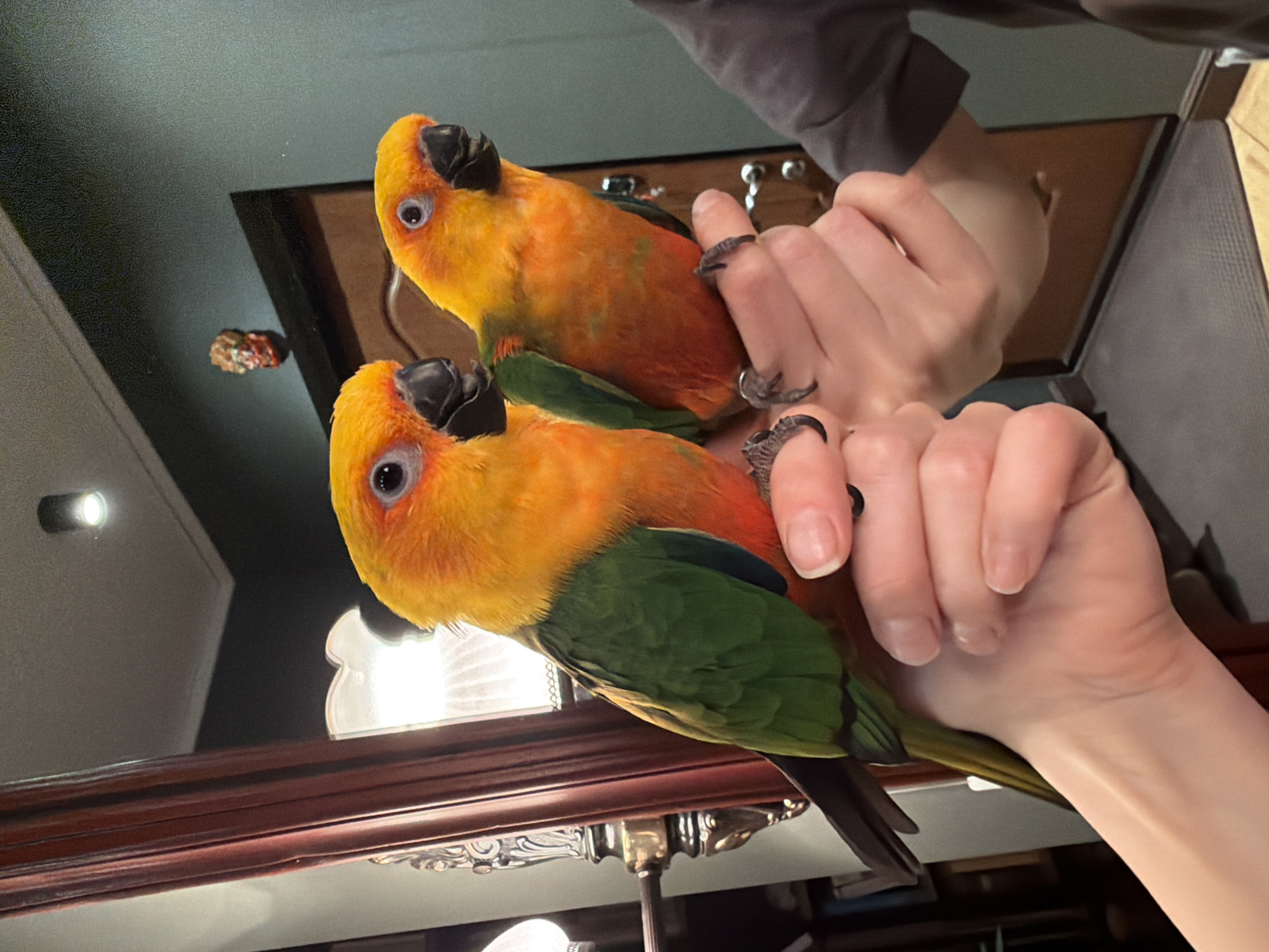 Two sun conure parrots perch on a person's hands, with their feet gripping the fingers. The parrots have bright yellow heads and chests, transitioning to green wings and tails. The person is wearing a gray top. The background includes a dark surface with a decorative edge and other obscured objects. The location in the city of Khimki, Russia, cannot be determined from the image.