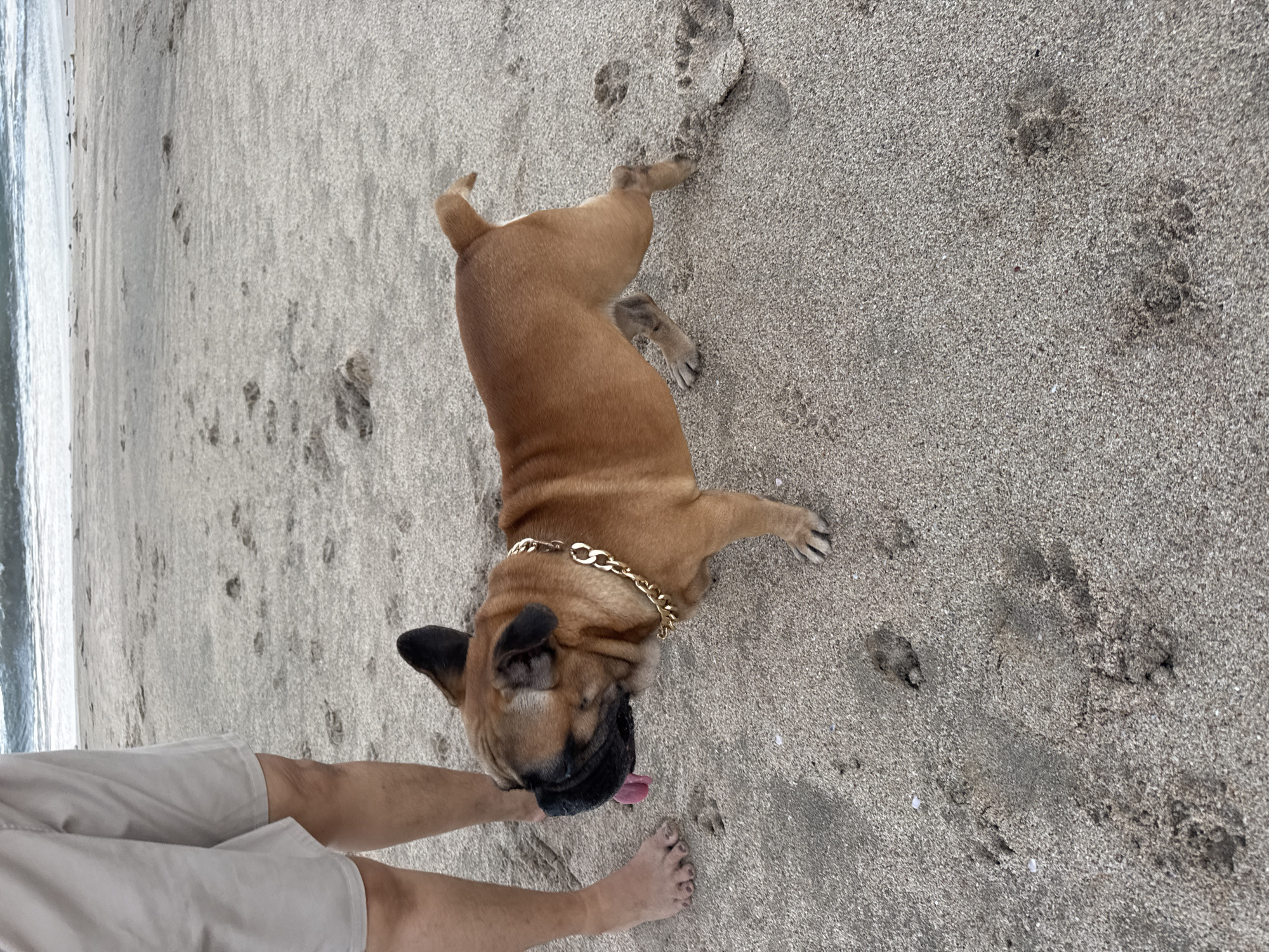 The image shows a brown French bulldog wearing a gold chain collar lying on a sandy beach. A person is standing next to the dog, visible from the knees down, wearing beige shorts and barefoot. The sand is marked with footprints, and the ocean is visible in the background. The location is likely Kuta, Indonesia, given the beach setting. The dog appears to be panting and has its tongue slightly out.