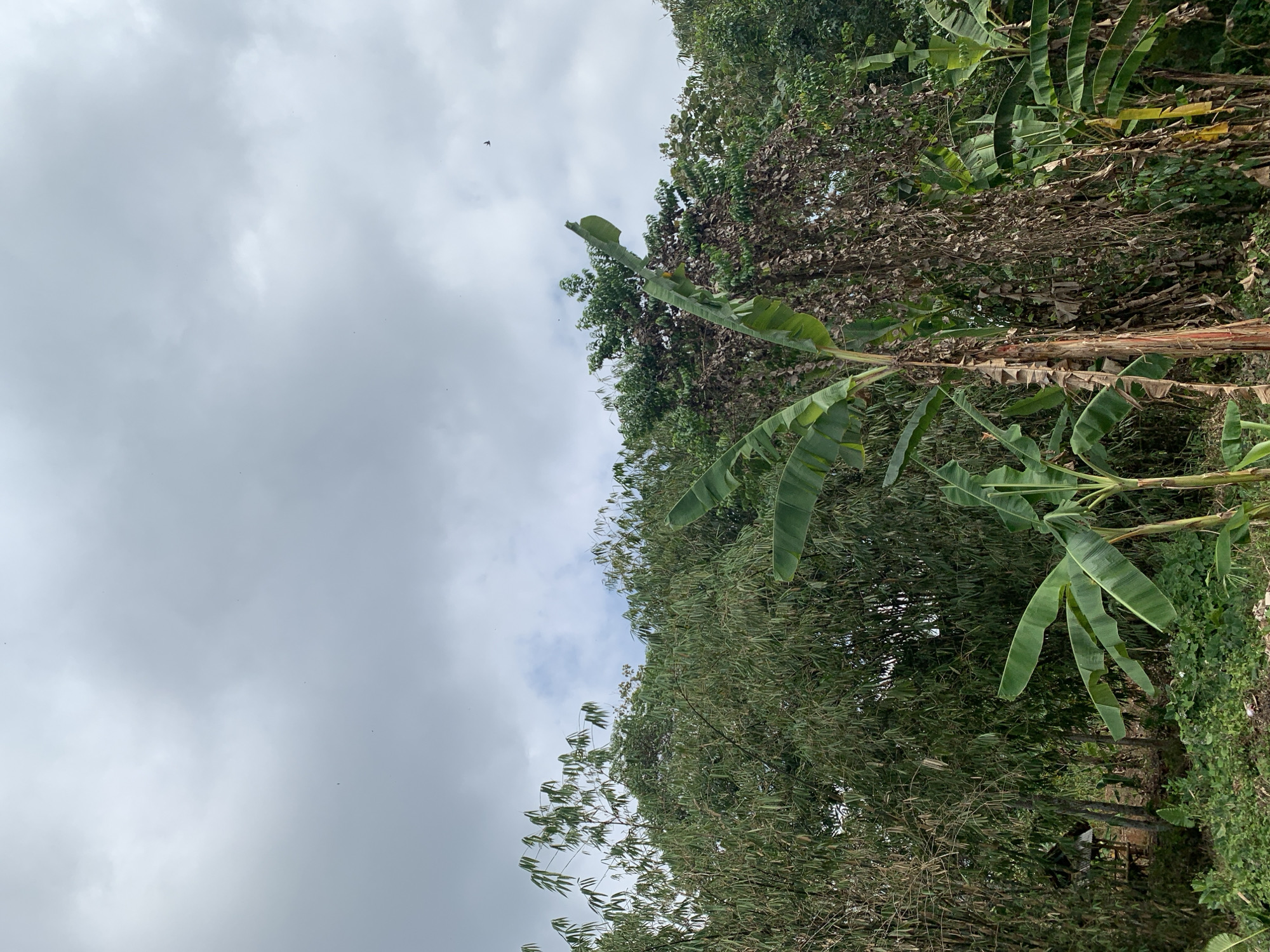 A vertical medium shot captures a lush, green tropical landscape under a cloudy sky. The foreground is dominated by vibrant banana trees with large, broad leaves, some of which are unfurling. Behind them, a dense bamboo forest creates a wall of thin, green stalks and leaves, with some dried, lighter-colored bamboo visible. In the background, a variety of mature trees form a thick canopy of various shades of green. A small, rustic wooden structure, possibly a hut or shelter, is partially visible amidst the trees on the left side of the frame. The sky is overcast with thick grey clouds, and a few small birds are scattered across the upper portion of the image. The scene depicts a natural, untamed environment, possibly on the outskirts of Utama, Indonesia, where vegetation thrives under a humid climate.