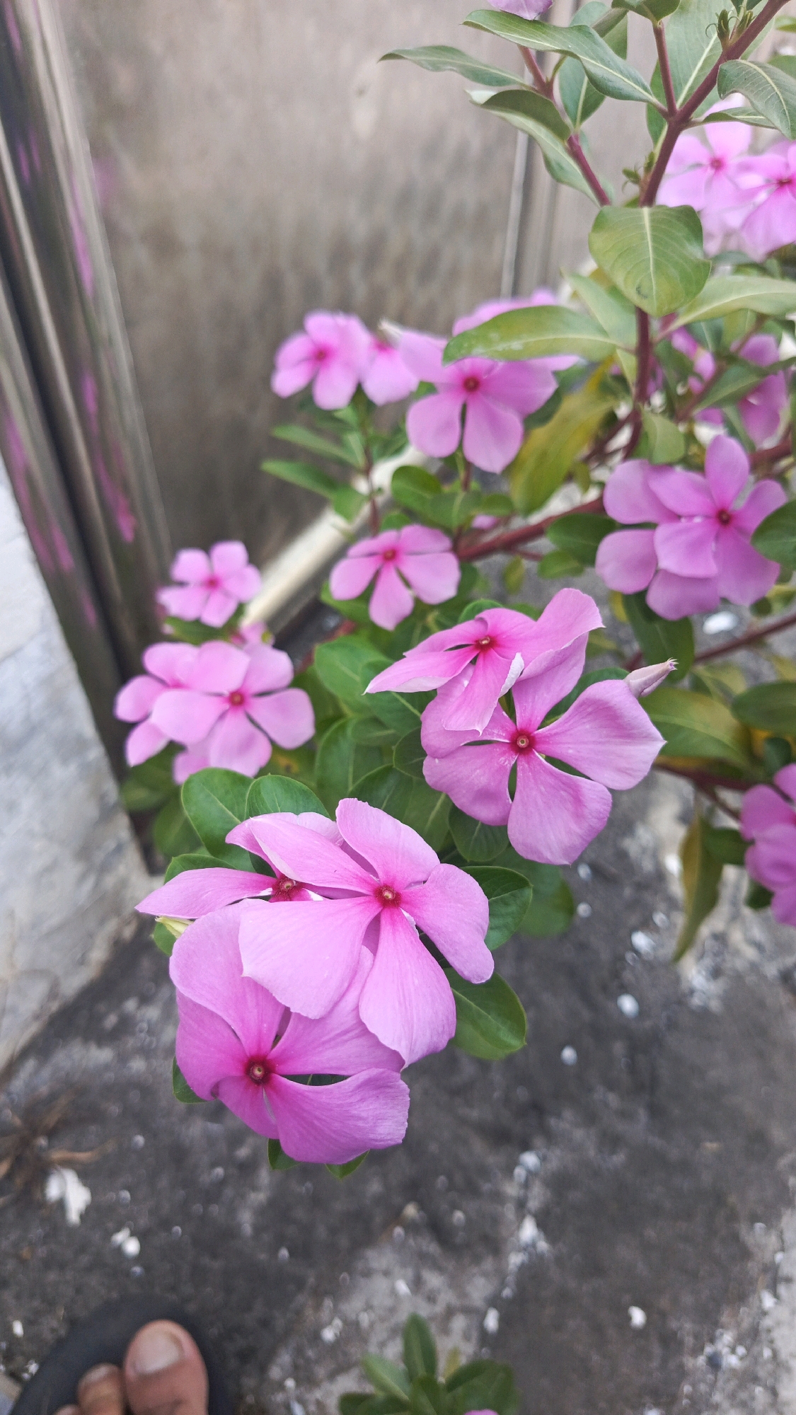 A close-up, eye-level, vertical shot captures a cluster of vibrant pink vinca flowers in bloom. The flowers, with their five delicate petals and dark pink centers, are the primary focus. They are arranged on a plant with lush green leaves and reddish stems, some of which are visible in the upper portion of the frame. The background consists of a mottled grey surface, possibly concrete or stone, with some scattered white debris. To the left of the flowers, a section of a reflective, metallic pole or railing is visible, showing streaks of pink light. In the lower left corner, the tip of a bare foot wearing a dark sandal is partially visible, suggesting the photographer's presence. The overall impression is a bright and natural scene, likely outdoors in a garden or courtyard setting.