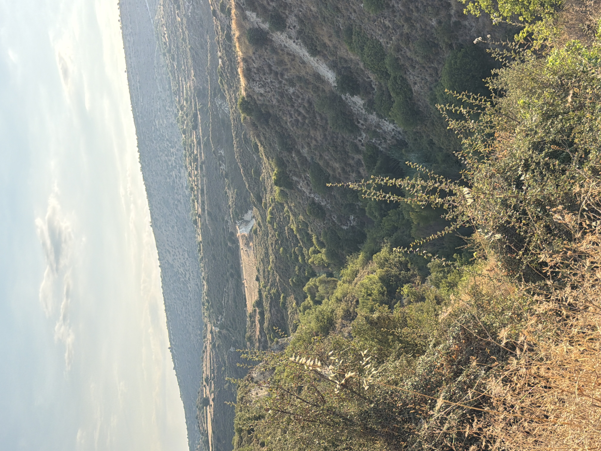 A scenic landscape captures a sun-drenched valley with rolling hills under a pale blue sky dotted with wispy clouds. The foreground features dry, golden grasses and green shrubs, with the vegetation becoming denser and greener as it descends into the valley. The valley floor is carpeted with a mix of scrub and trees, and a narrow dirt road is visible winding its way up the opposite hillside, disappearing over the crest. In the distance, the hills are covered in sparse vegetation and appear to be terraced in some areas. The overall impression is one of a dry, natural environment bathed in the warm light of late afternoon or early morning. The location is identified as Agios Amvrosios, Lemesou, Cyprus. There are no people or animals present in the image.