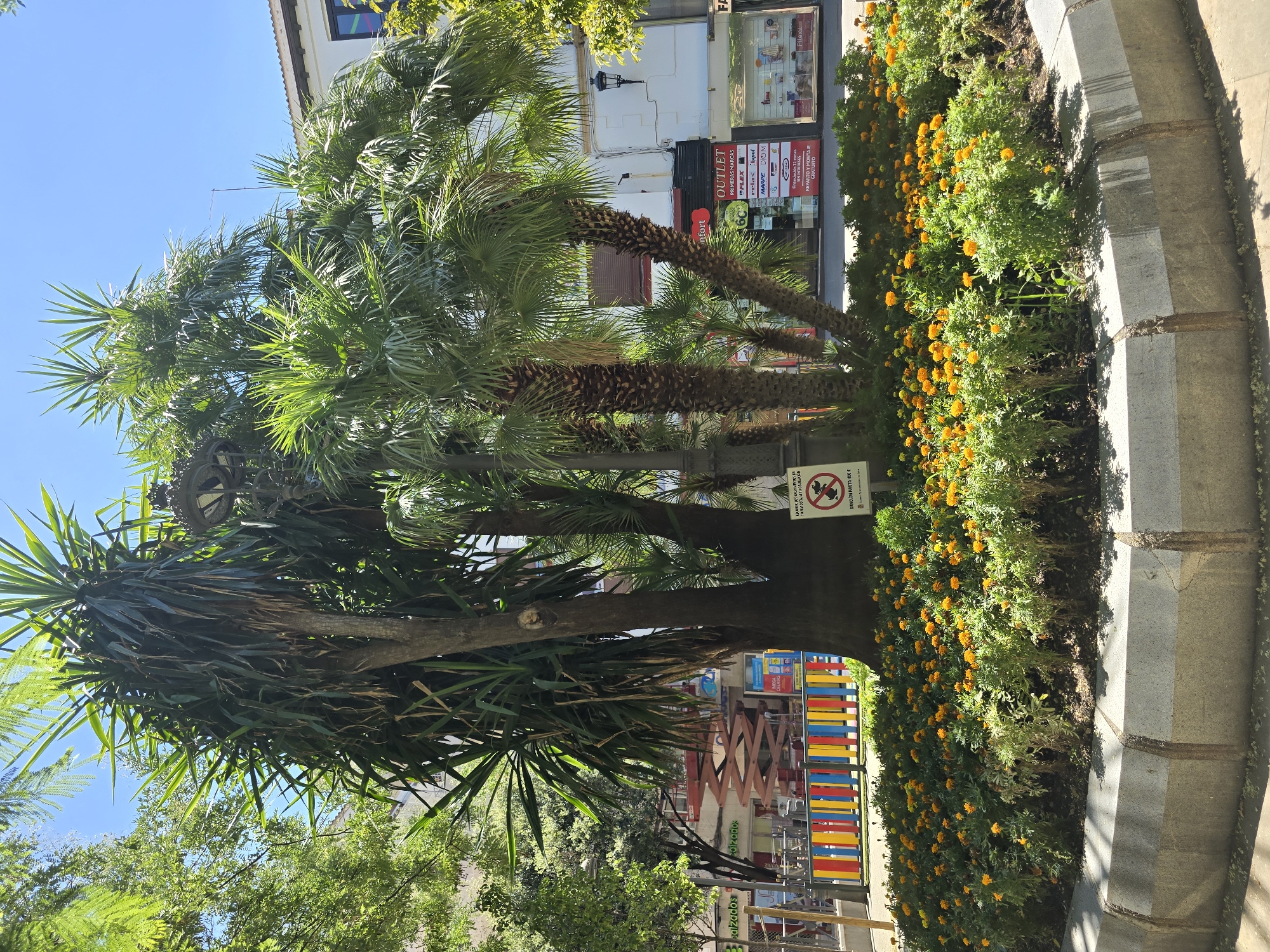 The image captures a sunny day in the city of Jaén, Spain. In the foreground, a circular flowerbed bursts with vibrant orange marigolds, bordered by a gray stone curb. Towering palm trees and a yucca plant dominate the center, their lush foliage reaching towards the clear blue sky. Behind the greenery, a colorful fence with red, blue, yellow, and green panels separates the garden from a bustling street. Shops with awnings and signs, including one for "OUTLET," line the street, and a scissor lift is visible in the background, suggesting ongoing construction or maintenance. A small sign near the trees displays a "no dogs" symbol and text in Spanish, indicating a potential fine for pet owners. The overall scene depicts an urban oasis, blending natural elements with the vibrant energy of a Spanish city.