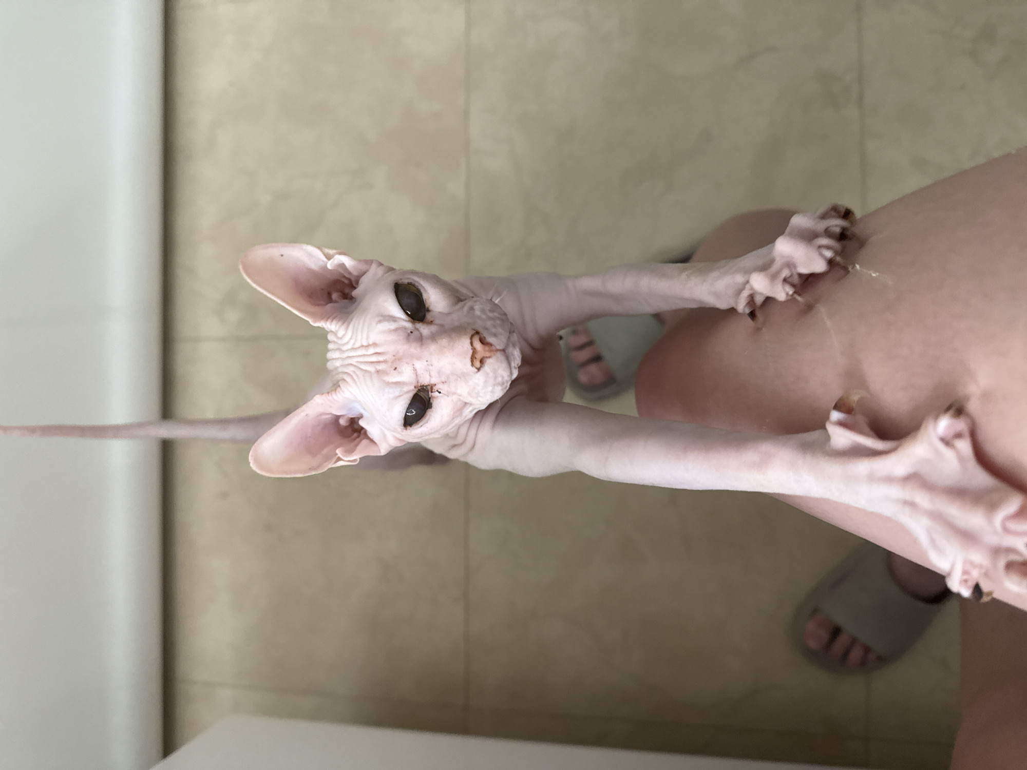 The image shows a top-down view of a Sphynx cat standing on a person's leg. The cat has pink, wrinkled skin and large ears. Its front paws are resting on the person's thigh, and its gaze is directed towards the camera. The person is wearing a grey slipper on their left foot, which is visible in the lower left corner of the image. The background consists of a tiled floor. There is no indication of the location being in Krasnoyarsk, Russia, or any specific city.