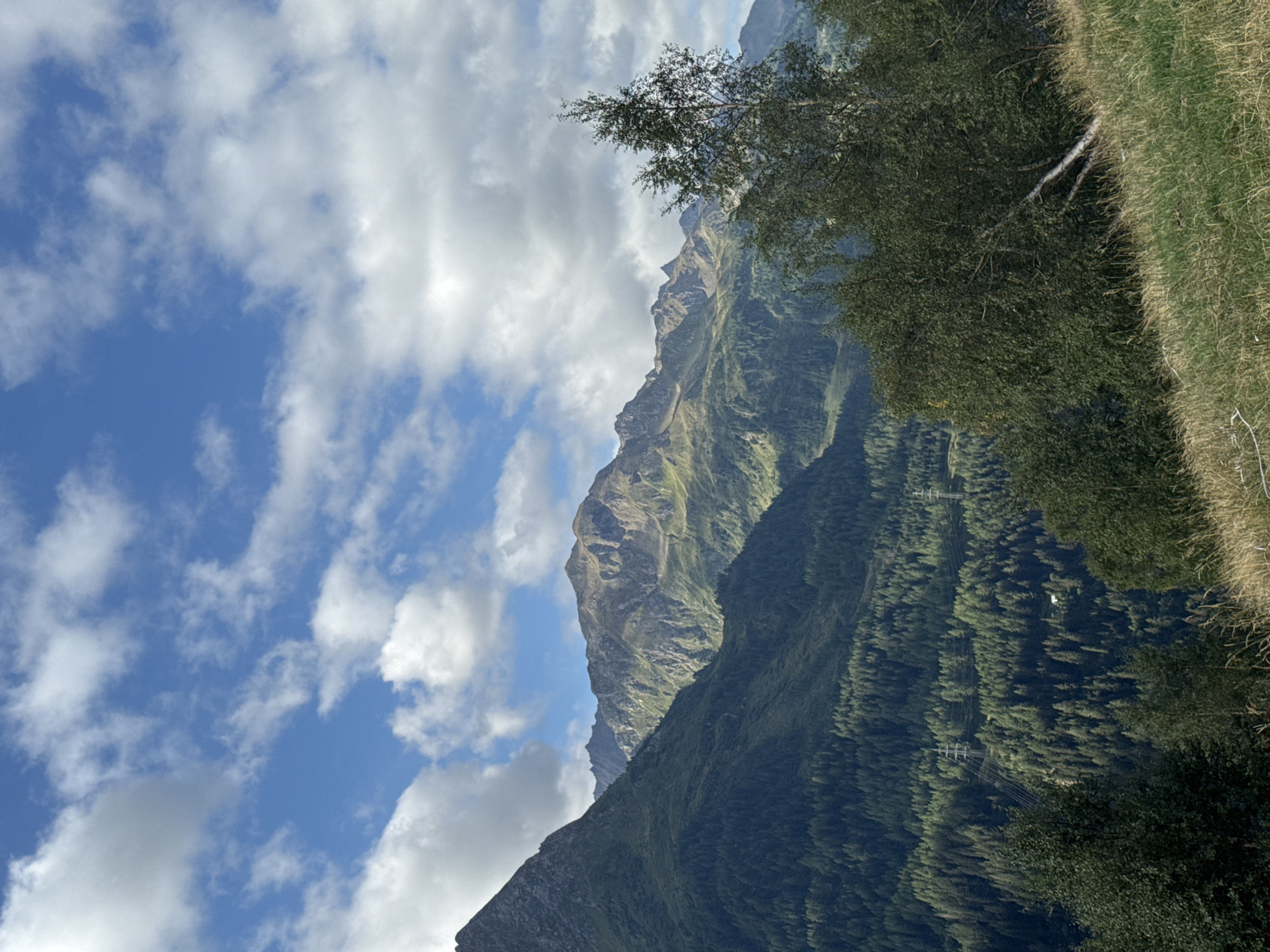 The image depicts a panoramic view of a mountainous landscape, likely in or near Airolo, Switzerland. The foreground features a grassy slope with dry grass and scattered green trees. A white Birch tree with a bent trunk is prominently visible on the right side of the slope, leaning towards the right.
In the midground, a dense forest of coniferous trees covers the lower slopes of the mountains. The trees are dark green and appear to be a mix of pine and fir. There are visible power lines and pylons cutting through the forest, indicating human infrastructure in the natural setting.
The background is dominated by rugged, rocky mountain peaks. These mountains exhibit variations in color, ranging from green, where vegetation is present, to shades of brown and grey in the exposed rock faces. The peaks are jagged and appear to be at a considerable altitude.
The sky is a clear blue, dotted with numerous white, fluffy clouds, suggesting a partly cloudy day. The lighting indicates daytime with the sun casting shadows on the mountains and highlighting the textures of the landscape. No people or animals are visible in the image. The overall impression is one of natural beauty and the majestic scale of the alpine environment.