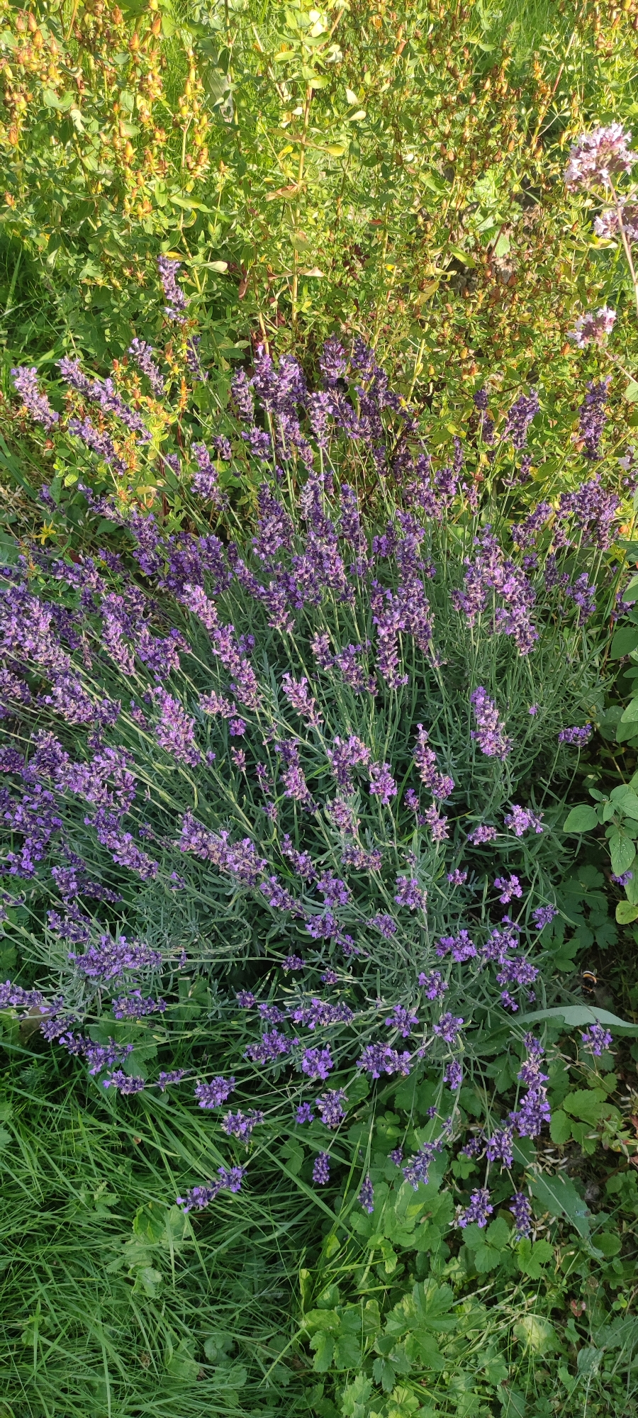 This is a medium-shot, outdoor, vertical, eye-level photograph of a lavender bush in a garden setting. The lavender is in bloom, with clusters of small, purple flowers on long stems. The bush is lush and full, with green, grey-green foliage. The background is a mix of green foliage and some brown, dried vegetation, with some sunlight filtering through. The overall impression is one of a natural, untamed garden, possibly in the city of Московский Ветеран Снт, Russia, given the context. There are no people or animals visible in the frame. The lighting suggests it is daytime, with natural sunlight casting some shadows and highlighting the textures of the plants. The image captures the beauty and fragrance of lavender in a garden.