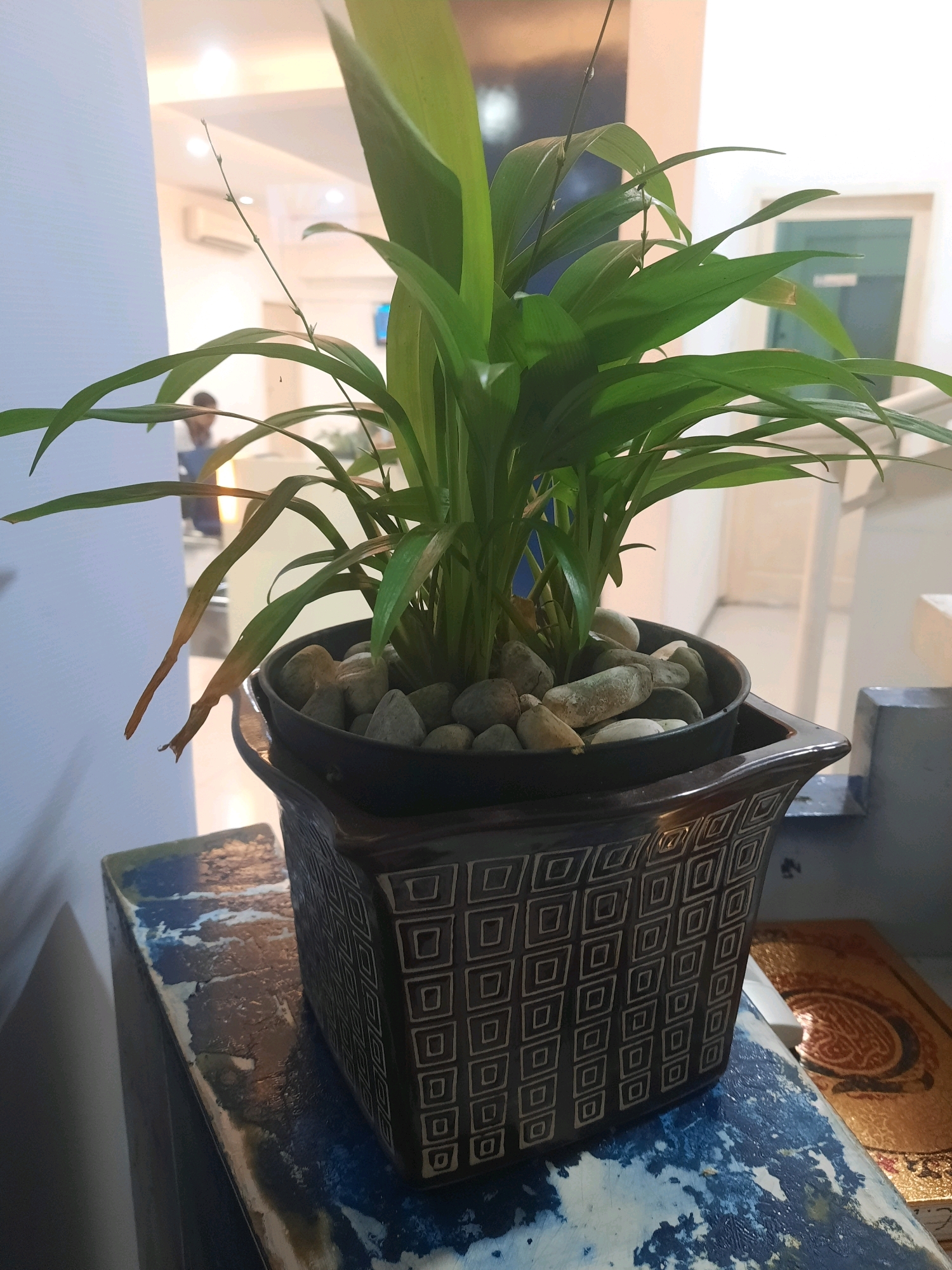 The image shows a potted plant with green leaves and some brown, dry leaves in the foreground, placed on a distressed blue and white surface. The plant is in a dark pot filled with pebbles. Behind the plant, a person is visible in a blurred background, possibly in an office environment with an air conditioning unit and a doorway. The overall lighting suggests an indoor setting. The image does not contain any specific elements that would allow for the identification of its location in Padang, Indonesia.