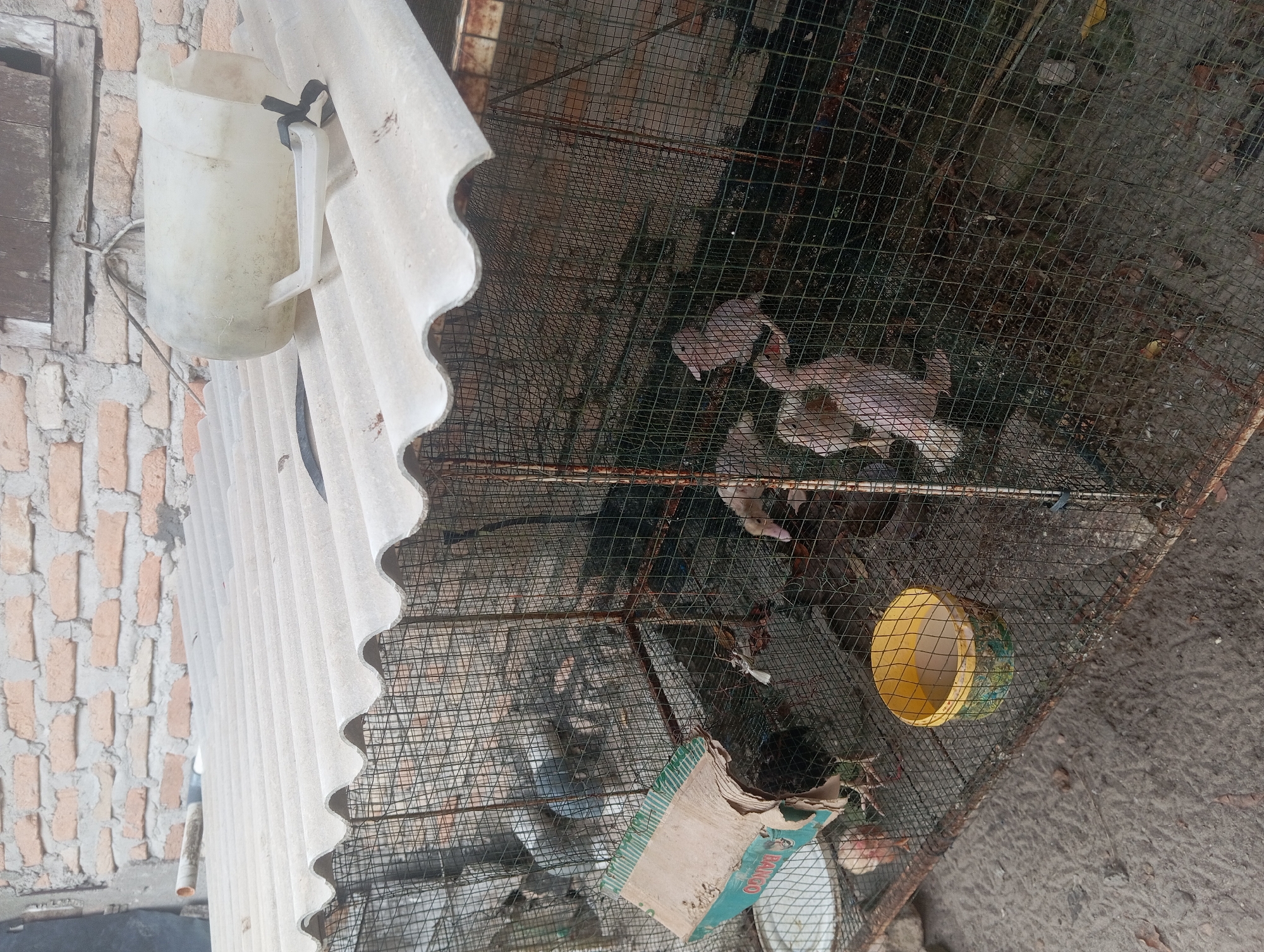 The image depicts an outdoor scene in Dente Teladas, Indonesia, focused on a large, rusty wire cage housing several young domestic fowl, likely chicks or ducklings. The cage has a corrugated roof, partially covered by a dirty, translucent plastic jug. Inside the cage, the ground appears to be dirt and debris, with a yellow plastic container visible. The fowl, mostly pale yellow and white, are clustered towards the back and right of the enclosure. A piece of torn cardboard, with green and white markings, is lodged in the front left side of the cage. The background consists of a brick wall and some wooden structures. The overall impression is one of a functional, albeit somewhat dilapidated, enclosure for poultry.