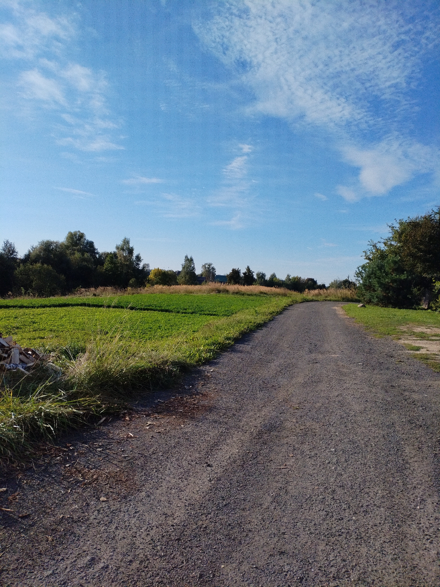 The image depicts a rural road in Bialynichy, Belarus. The road is unpaved, composed of gravel and dirt, and curves to the right, disappearing into the distance. To the left of the road, a vibrant green field stretches out, bordered by tall dry grasses and a pile of chopped firewood. Beyond the field, a dense line of trees forms a dark green and yellow backdrop under a bright blue sky with scattered white clouds. To the right of the road, a grassy verge is visible, leading to a large evergreen tree. The overall scene is one of a serene, natural landscape on a clear day.