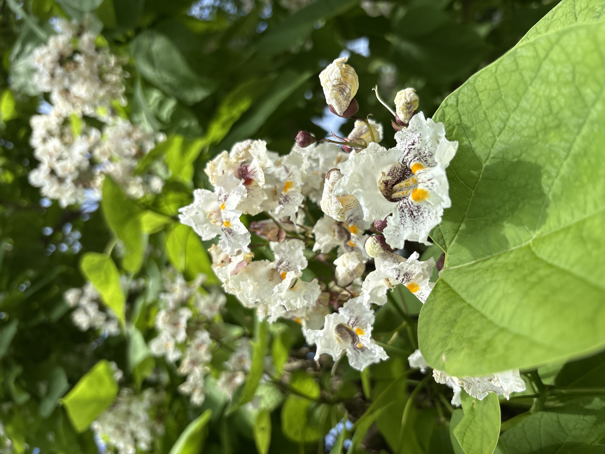 A close-up, vertical shot captures a cluster of white flowers with purple markings and yellow centers, blooming on a tree. The flowers are in various stages of bloom, with some fully open and others still in bud. Lush green leaves surround the blossoms, creating a vibrant contrast. The background is softly blurred, suggesting an outdoor environment with dappled sunlight filtering through. The scene appears to be a natural setting, possibly a park or garden, within the city of Niagara Falls, United States of America. There are no people or animals visible in the frame, and the focus is entirely on the botanical beauty of the flowering tree.