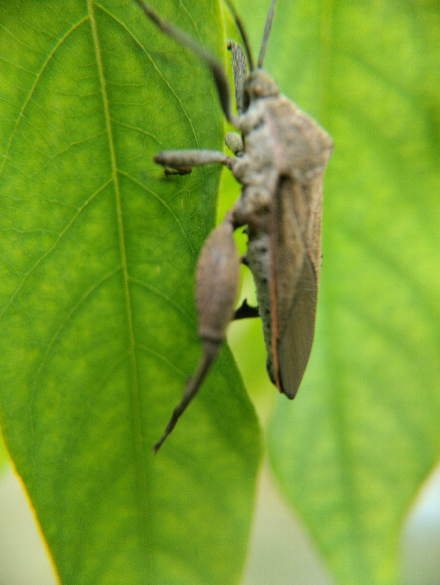 A close-up, shallow depth of field photograph captures a brown insect with a segmented body and long antennae clinging to a vibrant green leaf. The insect is positioned on the right side of the frame, with its body angled towards the top right. Its legs are visible gripping the leaf's surface. The leaf itself is large and displays prominent veins, with a slightly textured surface. The background is a soft, blurred green, indicating other foliage or a natural environment. The lighting appears to be natural daylight, creating soft shadows. The image was taken in Lhokseumawe, Indonesia.