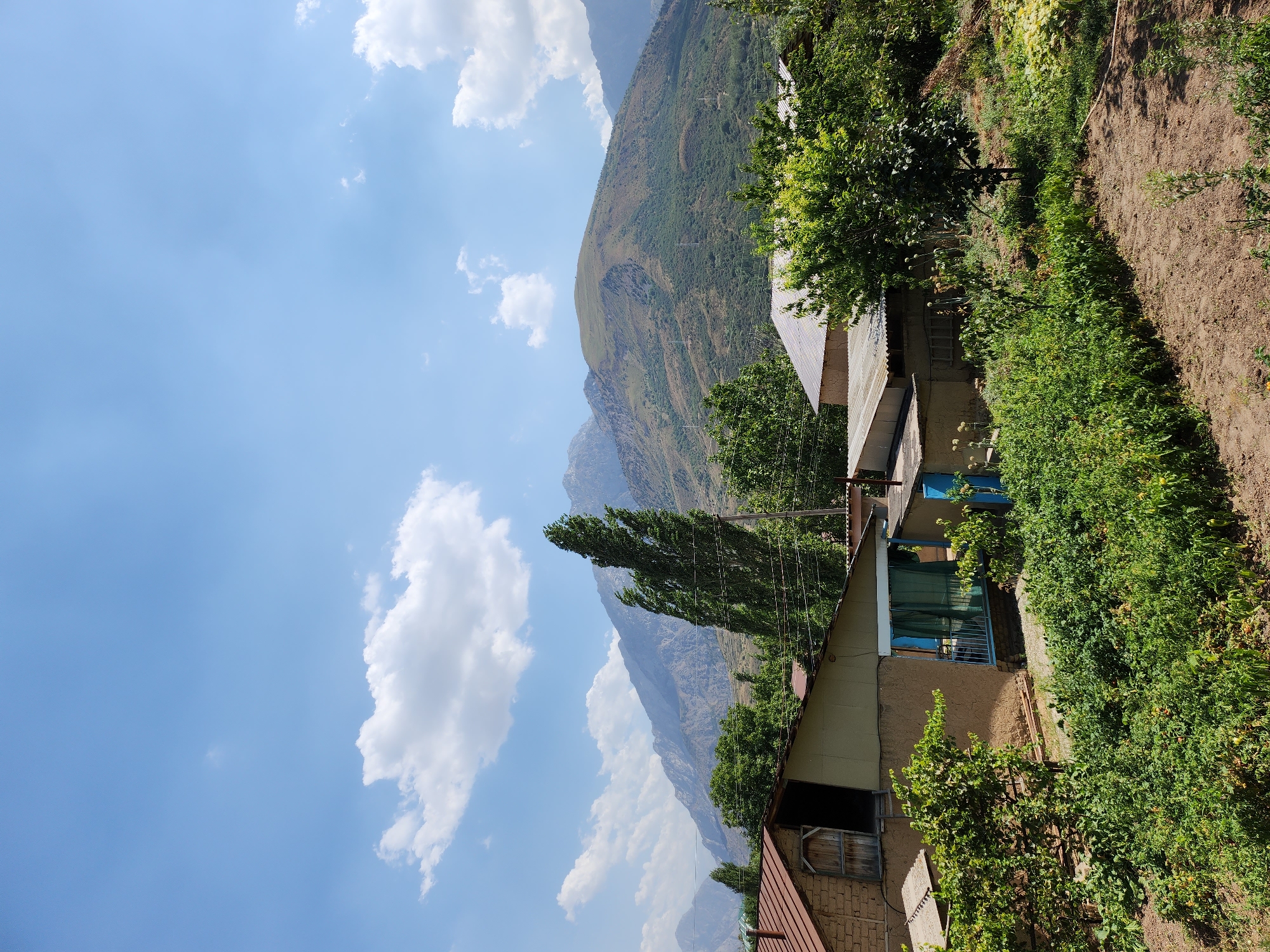 The image depicts a rural landscape in the city of Yangikurgan, Uzbekistan. In the foreground, there is a garden with lush green plants, some of which appear to be vegetables. To the left, a two-story building with a reddish-brown roof and adobe walls is visible, with an open doorway on the upper level. Adjacent to it, a lighter-colored single-story building with a metal roof has a section with blue curtains and a metal railing. Further to the right, another building with a corrugated metal roof is partially obscured by green trees. In the middle ground, several tall, slender green trees stand out against the backdrop of rolling, arid mountains. The mountains themselves are covered in sparse vegetation and exhibit the characteristic brown and green hues of a dry, hilly terrain. The sky above is a clear blue with scattered white clouds. The scene conveys a sense of tranquil rural life under a bright, sunny sky.